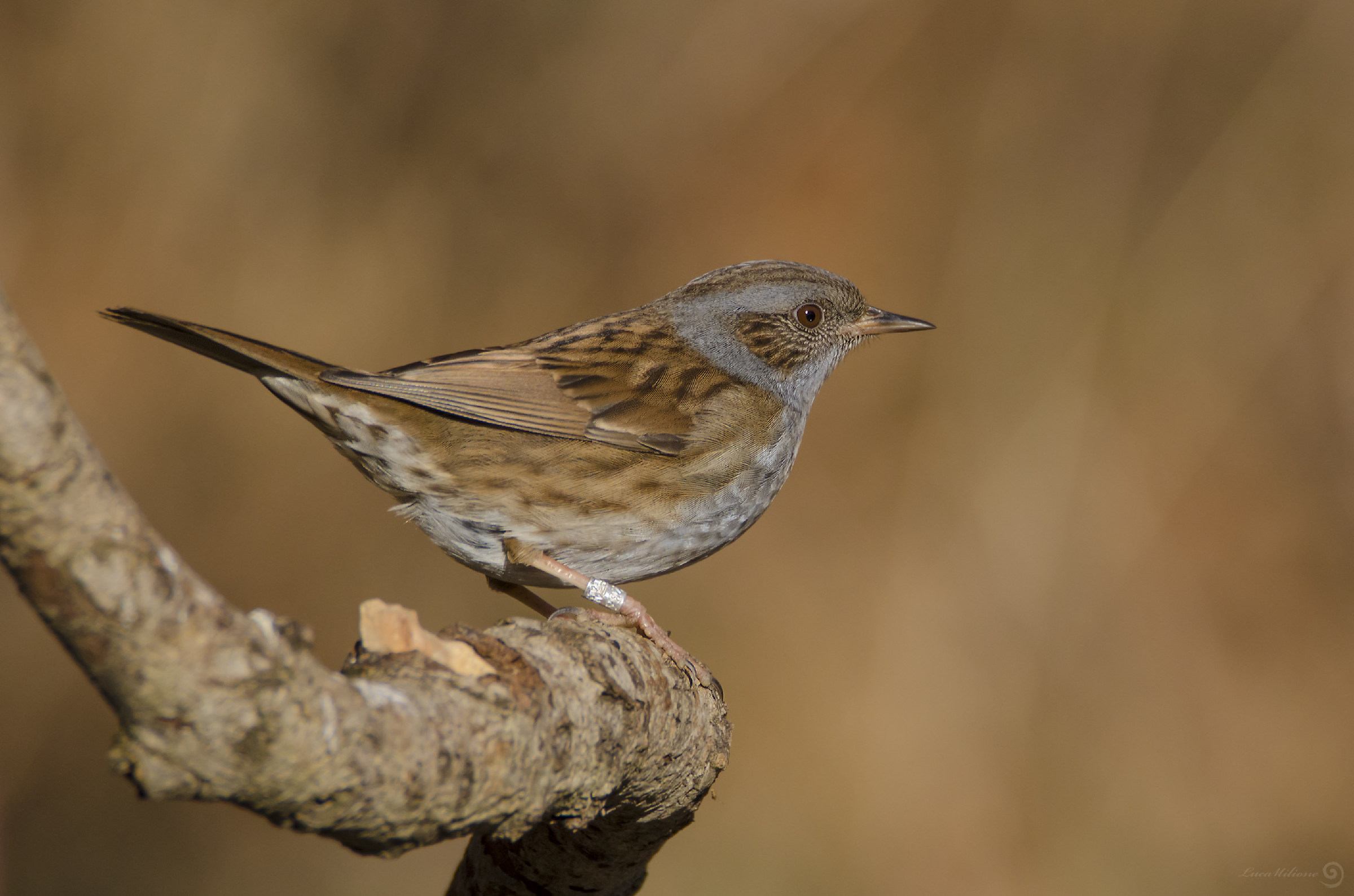 scopaiola with jewel