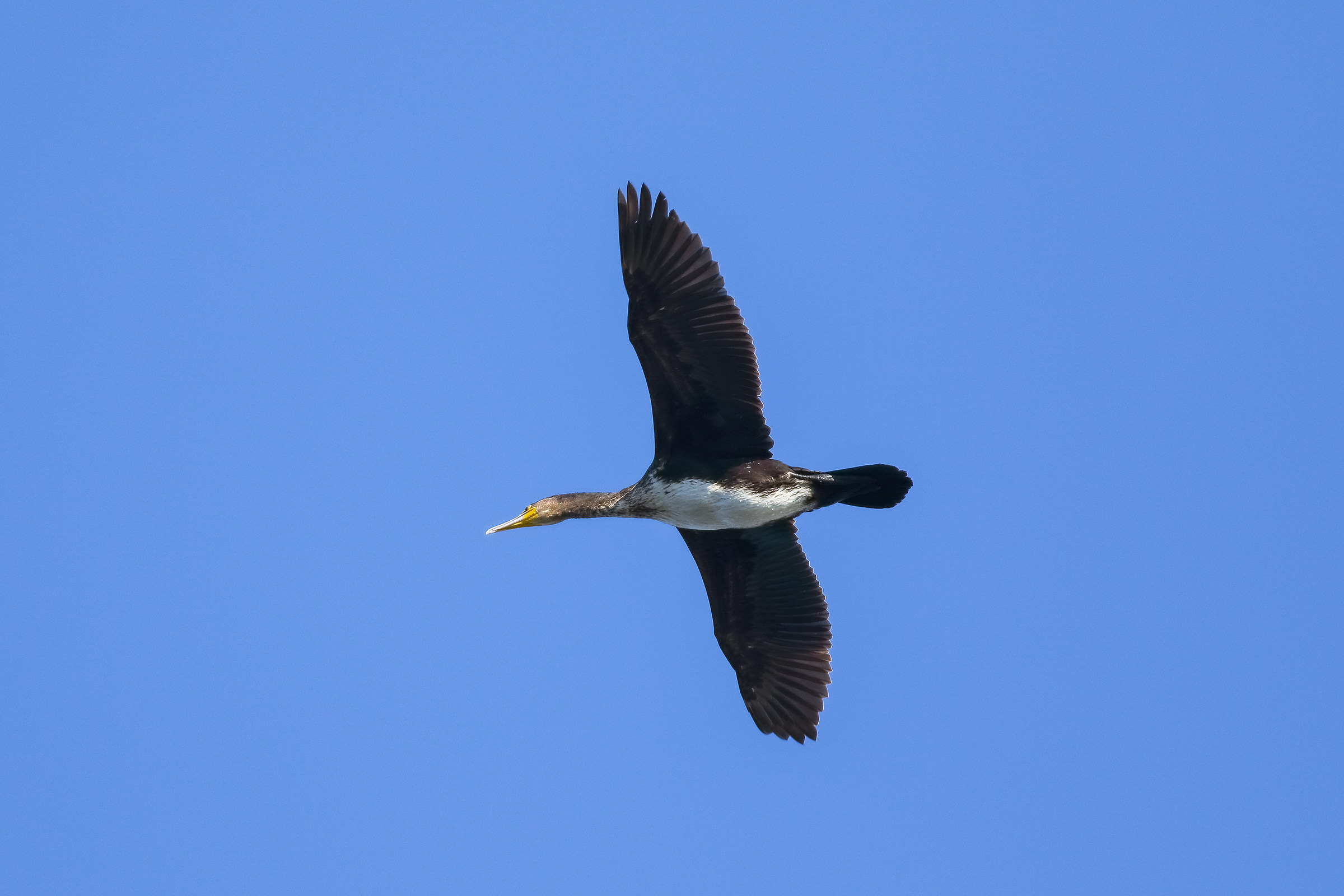 Cormorant Volo3