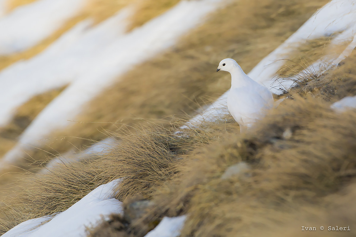 Ptarmigan