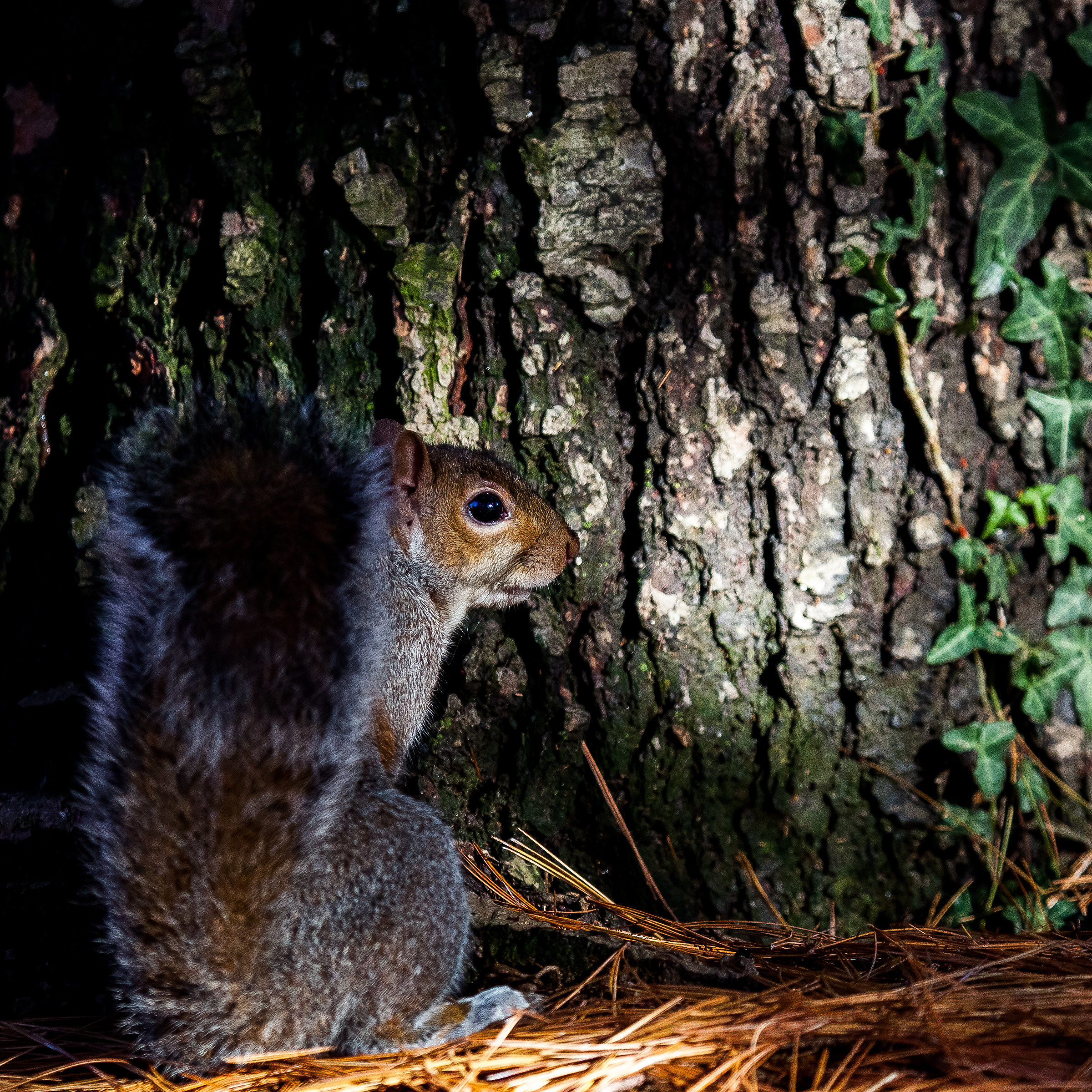 I need a bit or privacy, please!