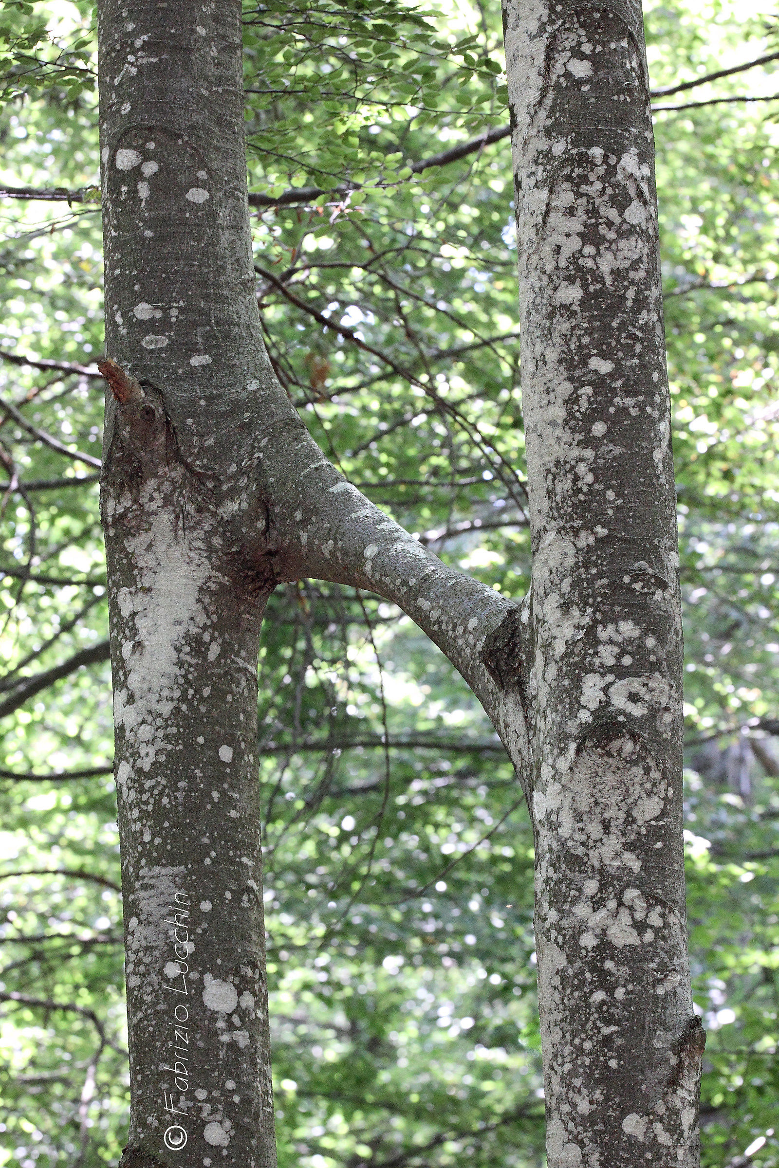 Unione di due alberi