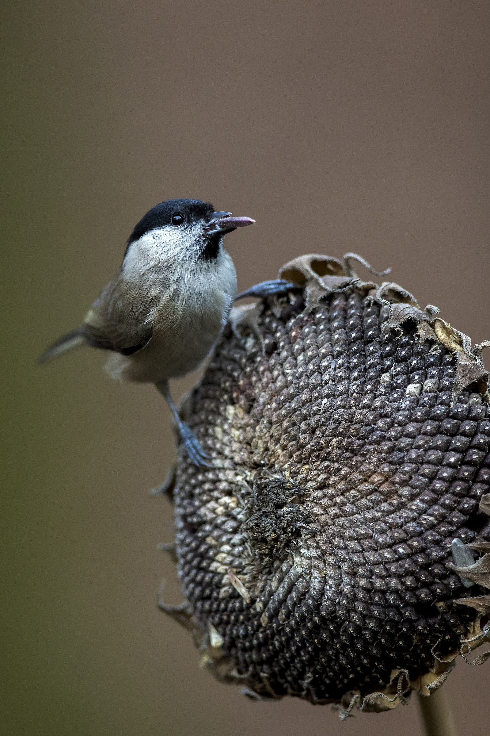 Tit and sunflower