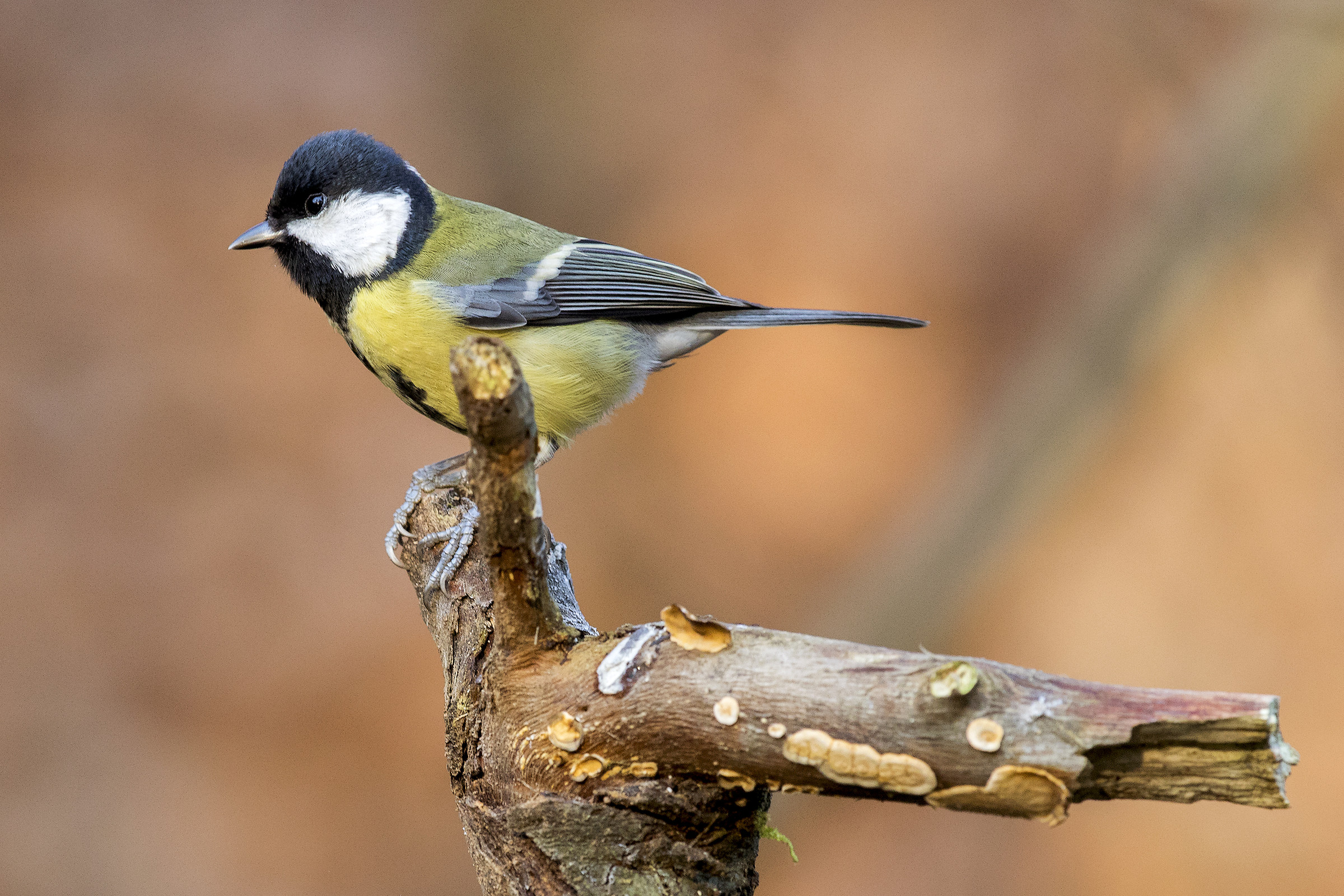 Titmouse at first light