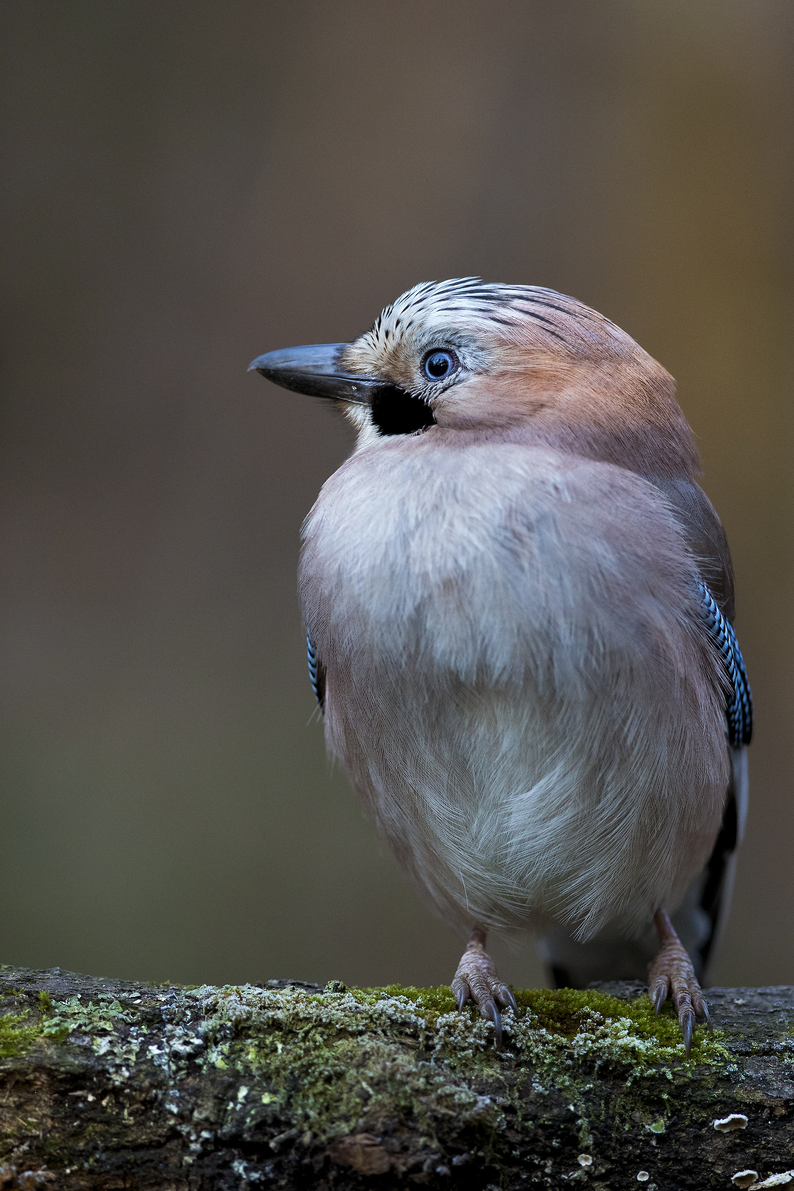 Increasingly confident