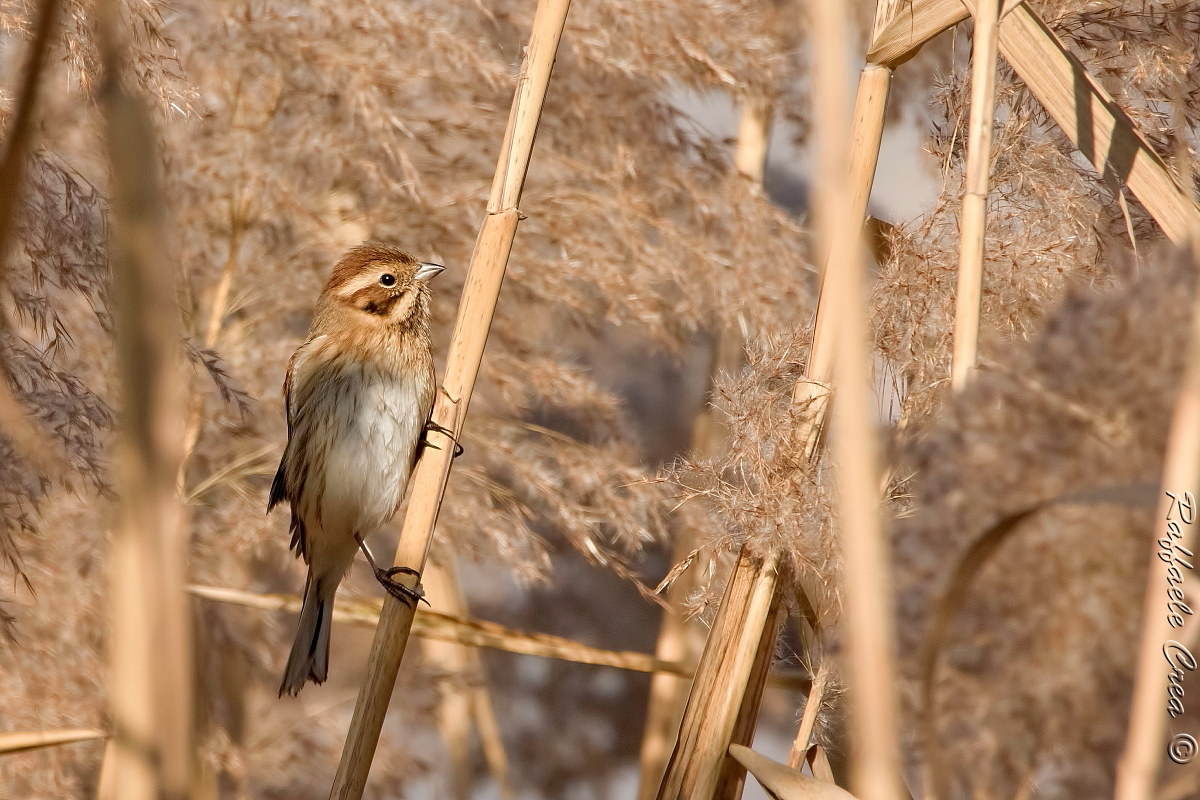 Migliarino Marsh Female