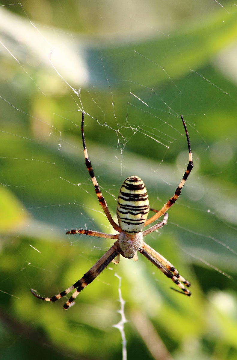Argiope bruennichi, also called spider Tigre
