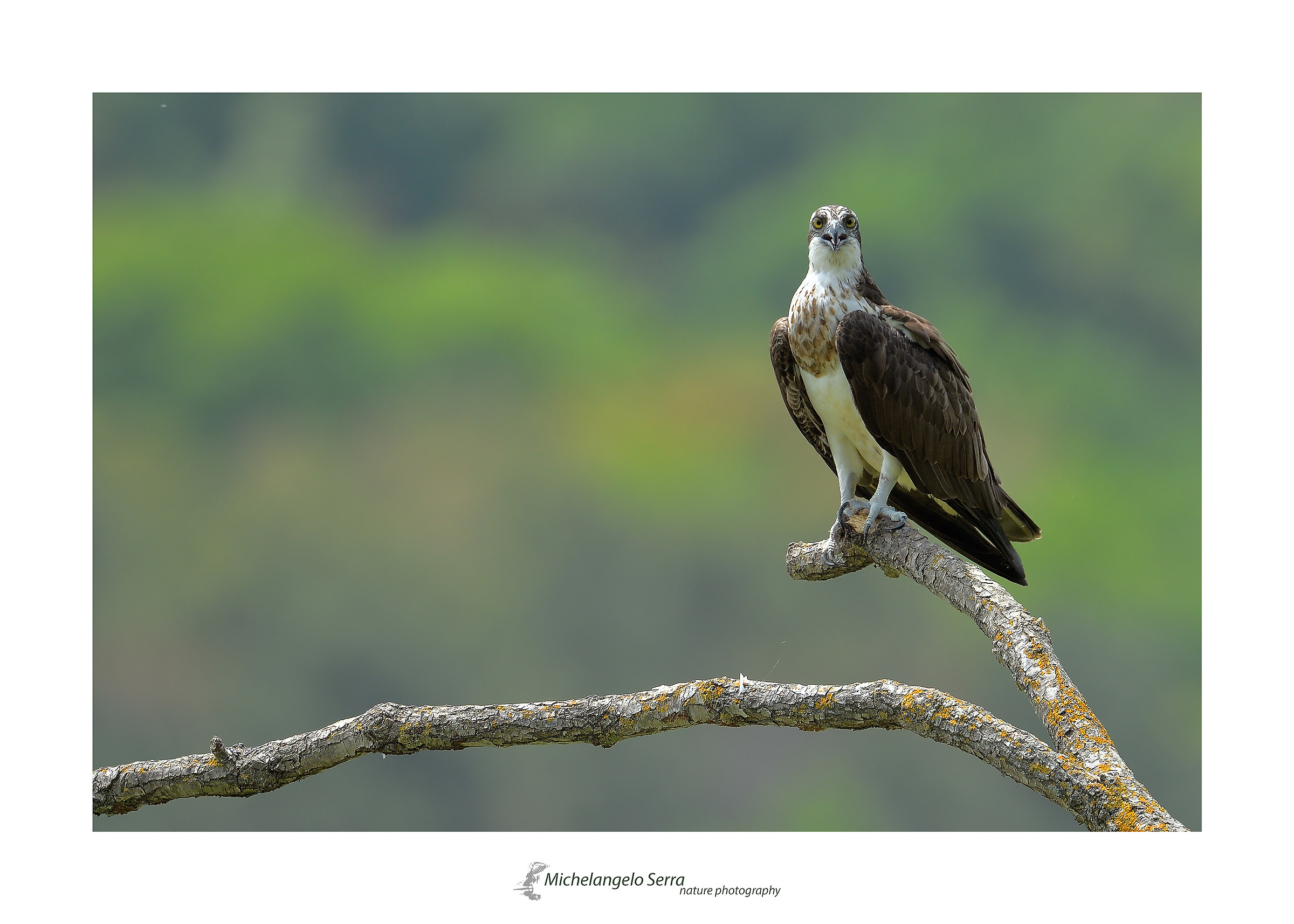 the fisherman posing