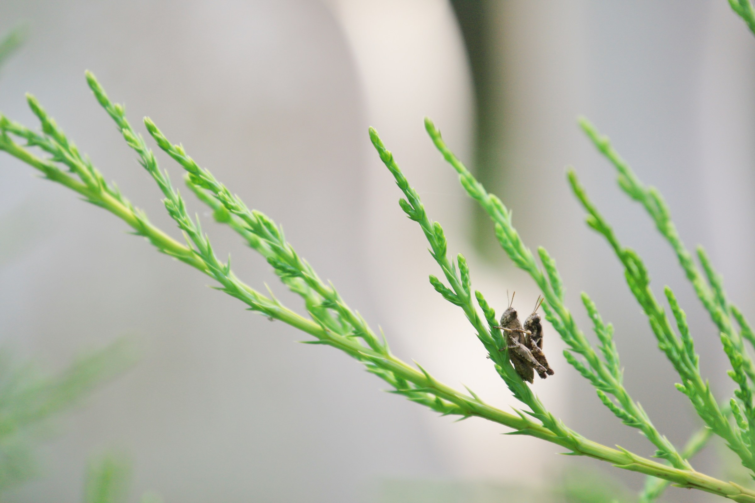 I grillini nel mio giardino.