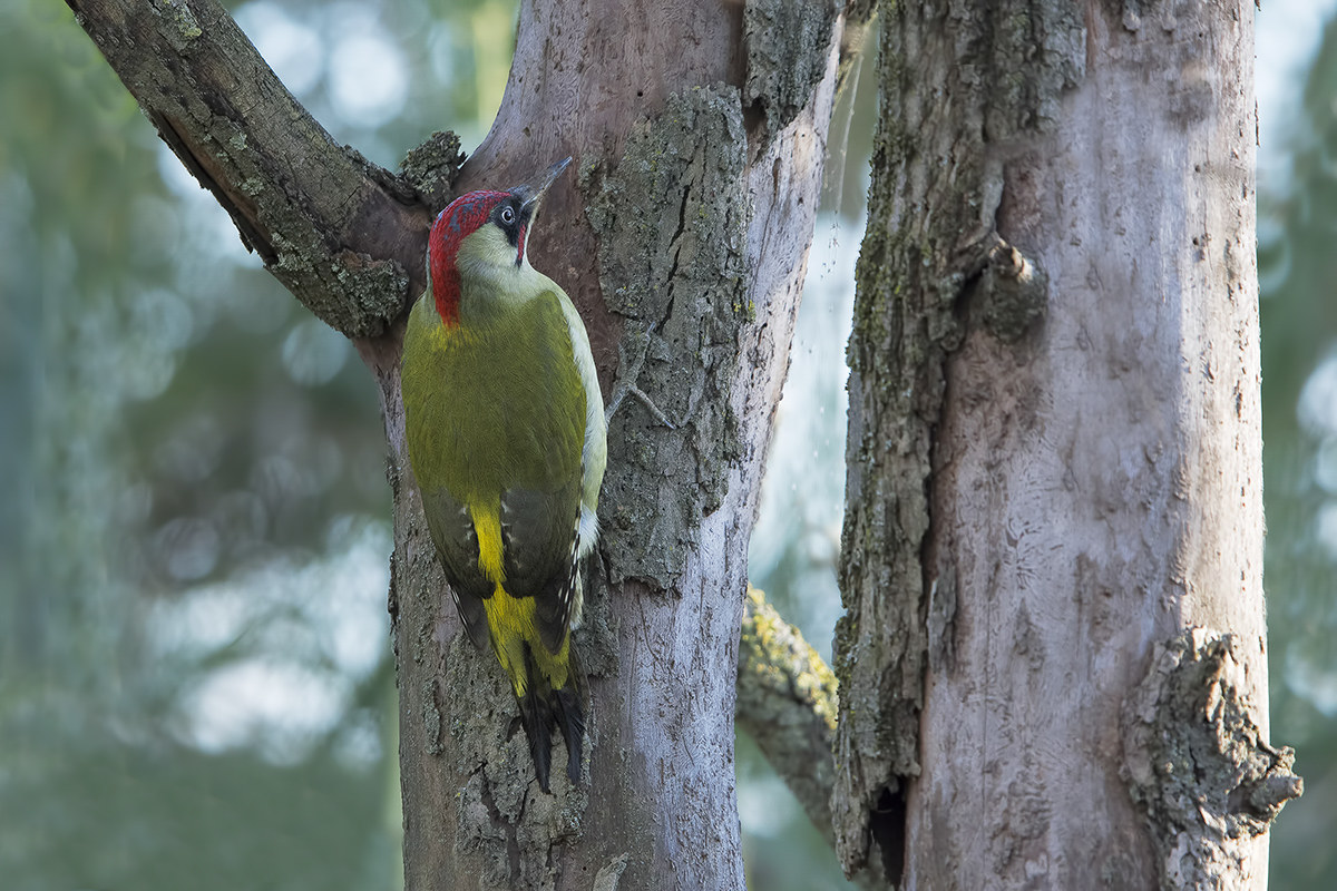 Picchio verde (picus viridis)