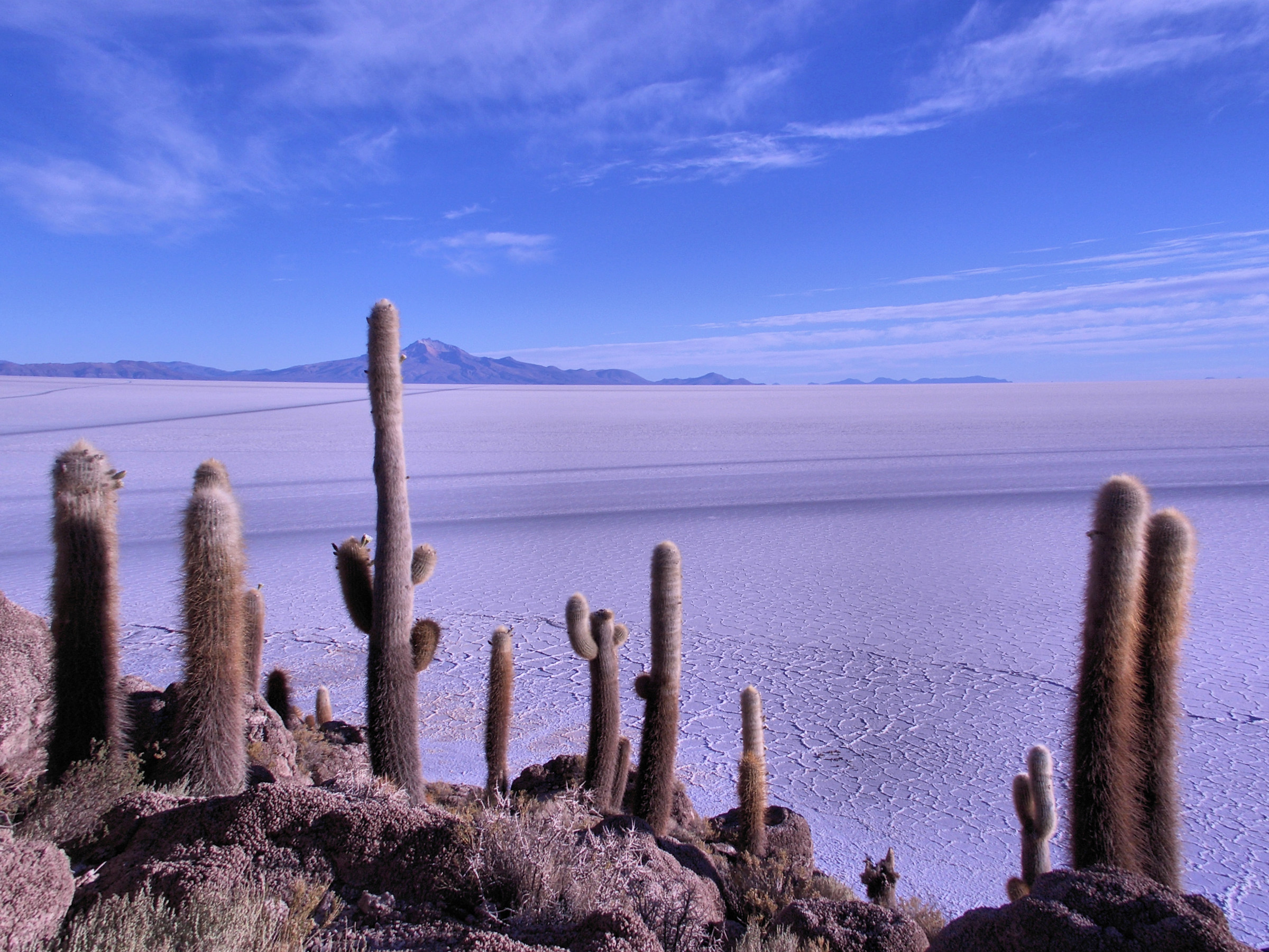 Deserto di sale e cactus