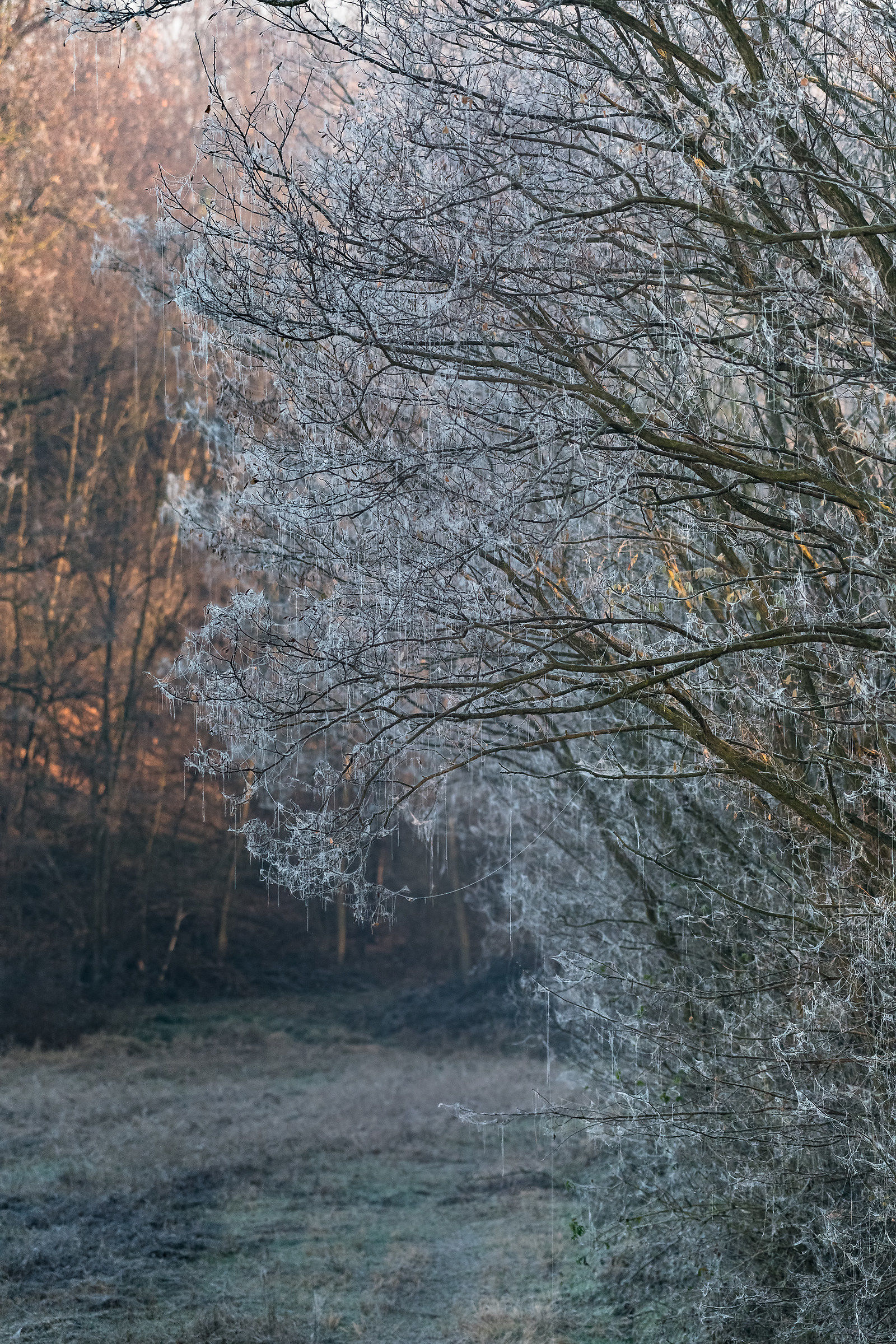 inverno è arrivato a novara