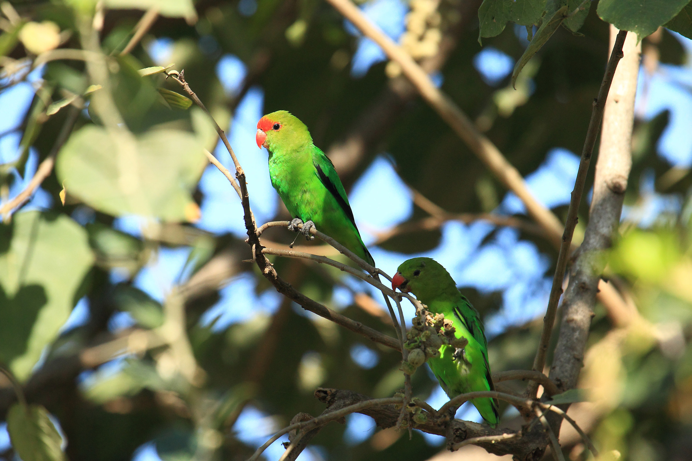 Inseparabile alinere (Agapornis taranta)
