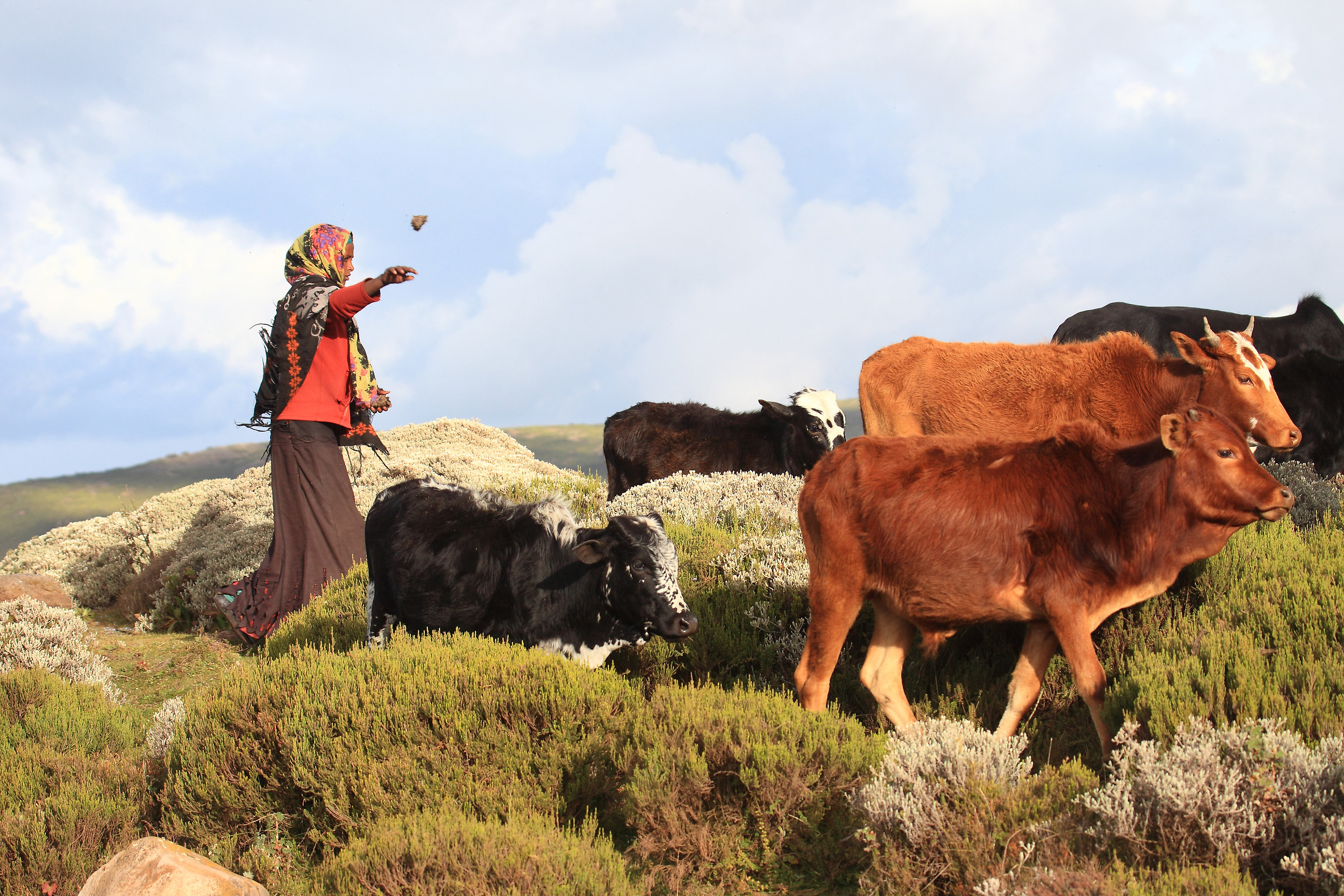 Indirizzamento mandria.....