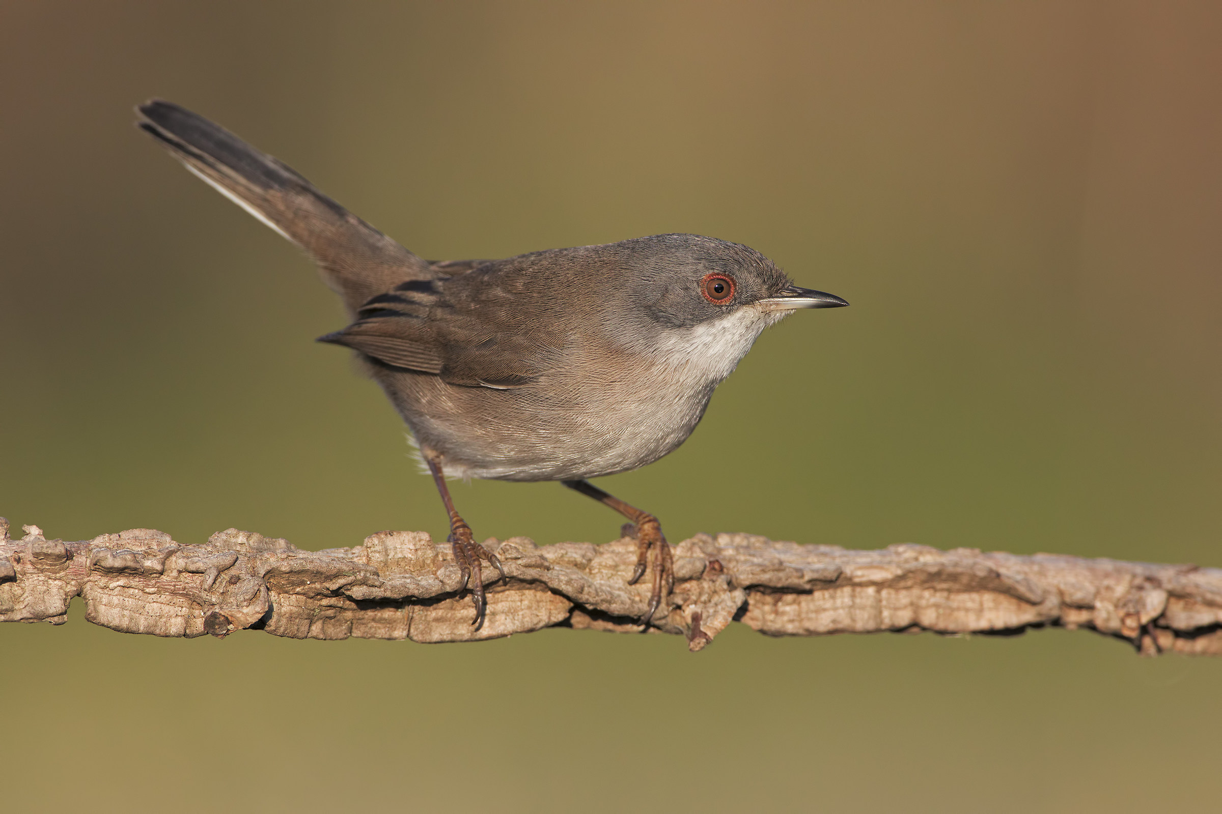 Warbler Female