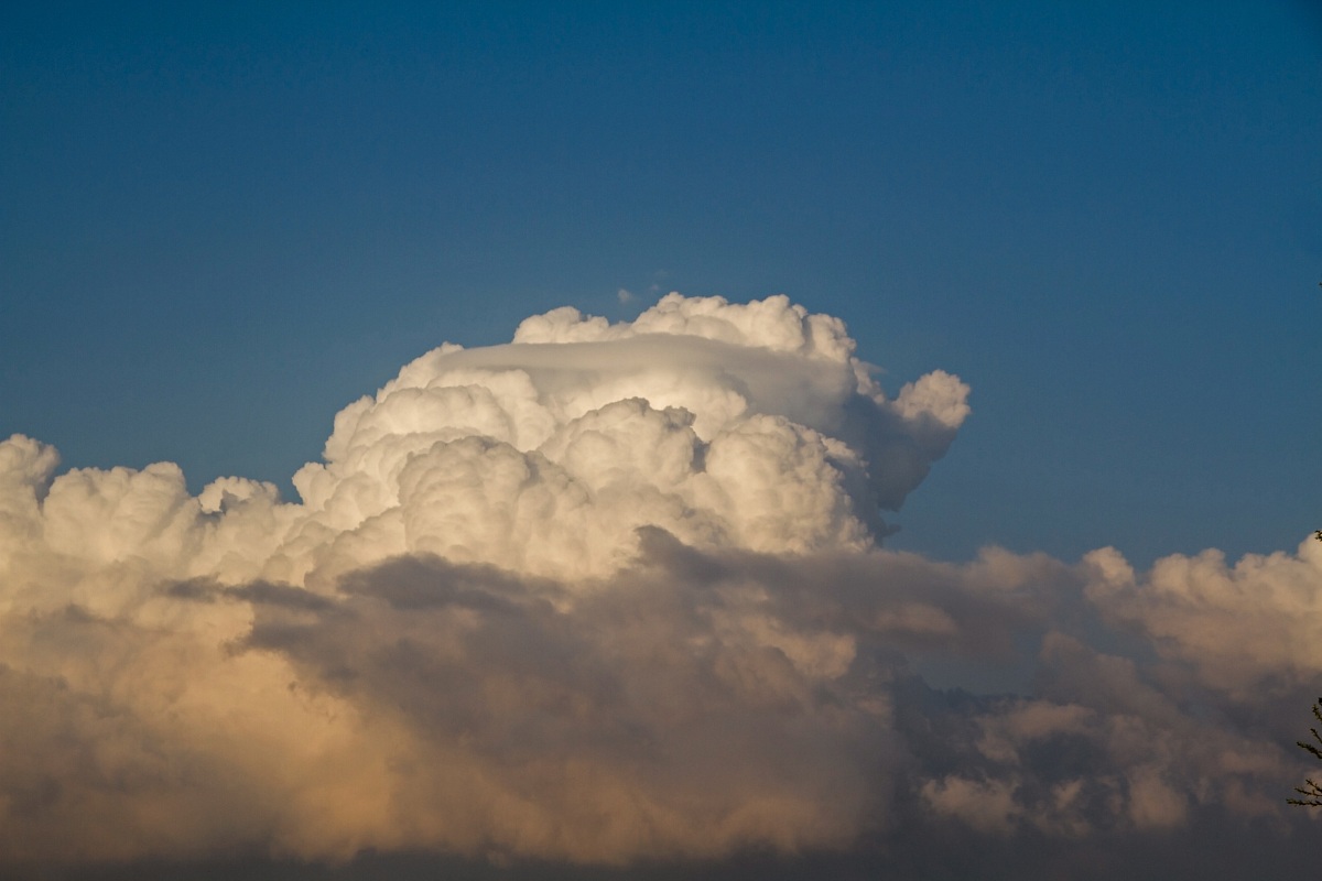 Cumulus congestus  - pileus