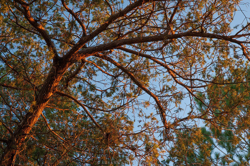 Juniper-'..a black branch with blood that kept drippin&#...
