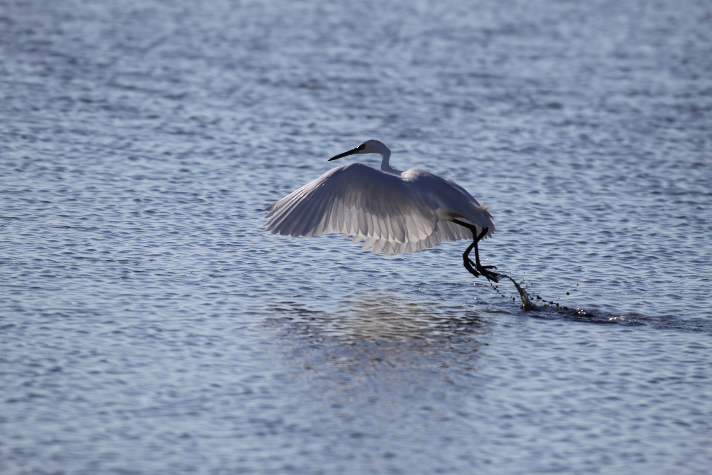 Egret taking off