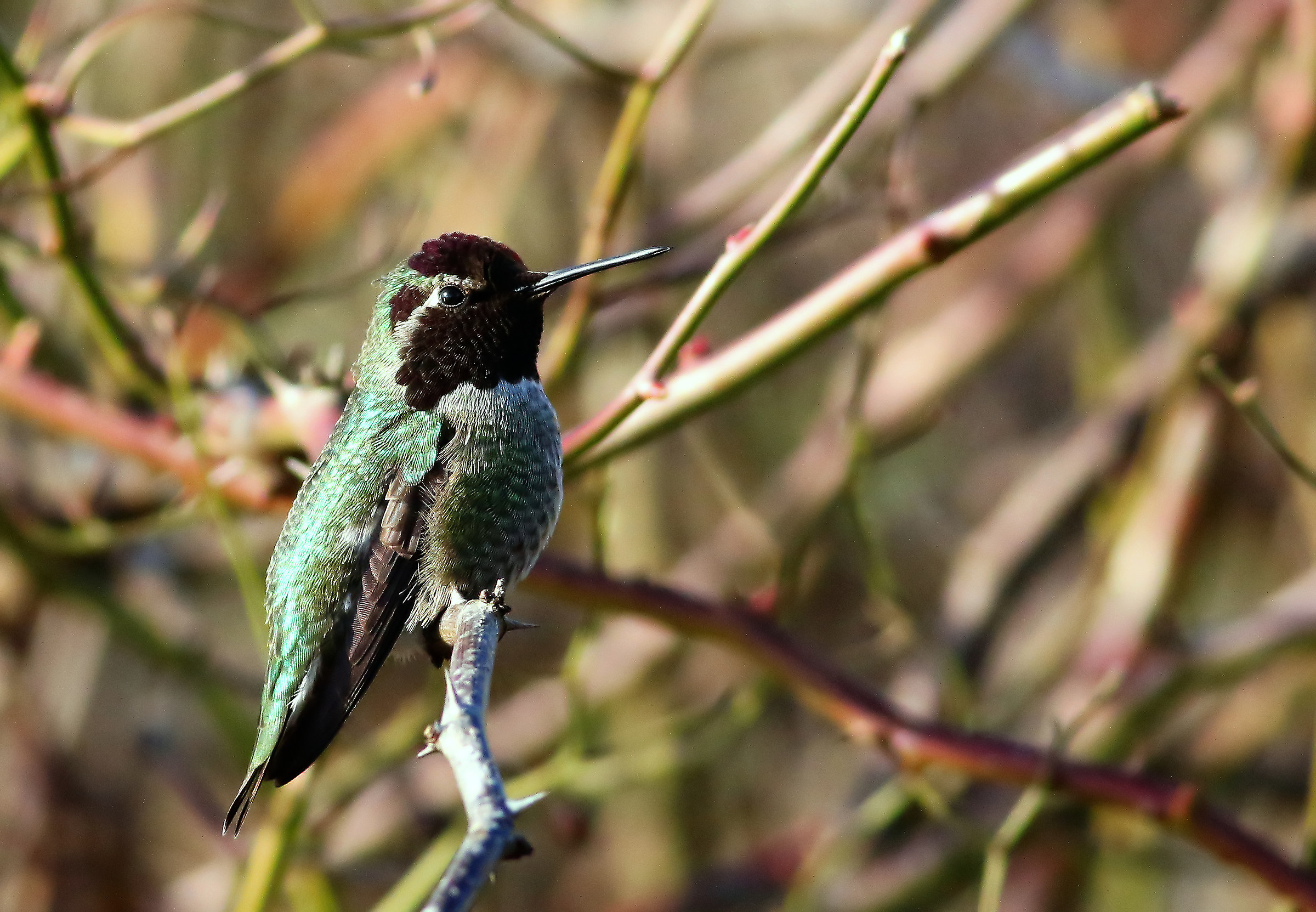 Tranquillo momentanea