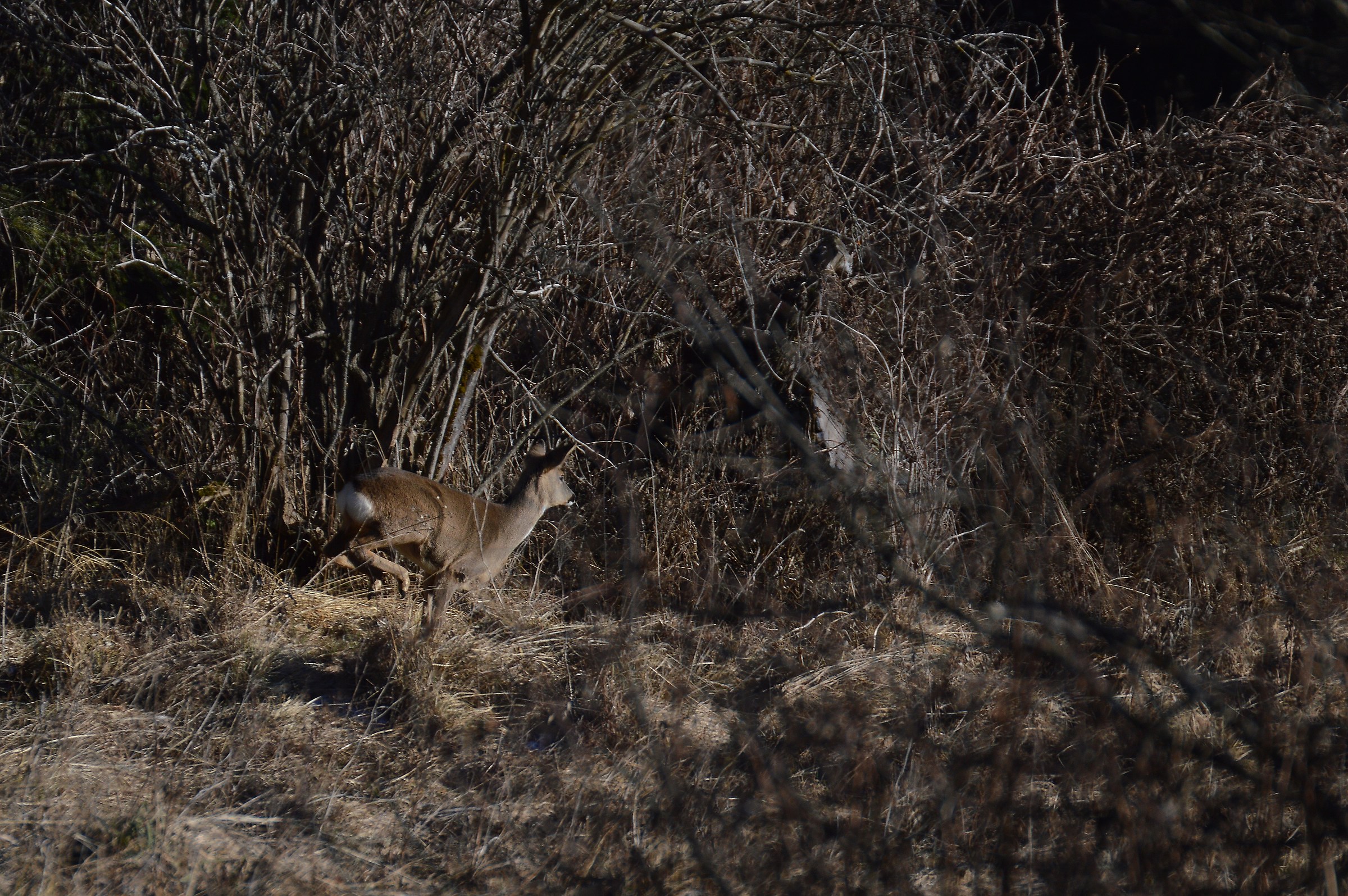 femmina di capriolo che scappa