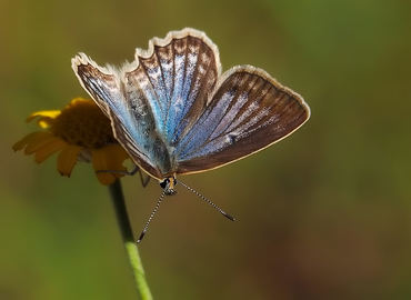 Polyommatus daphnis