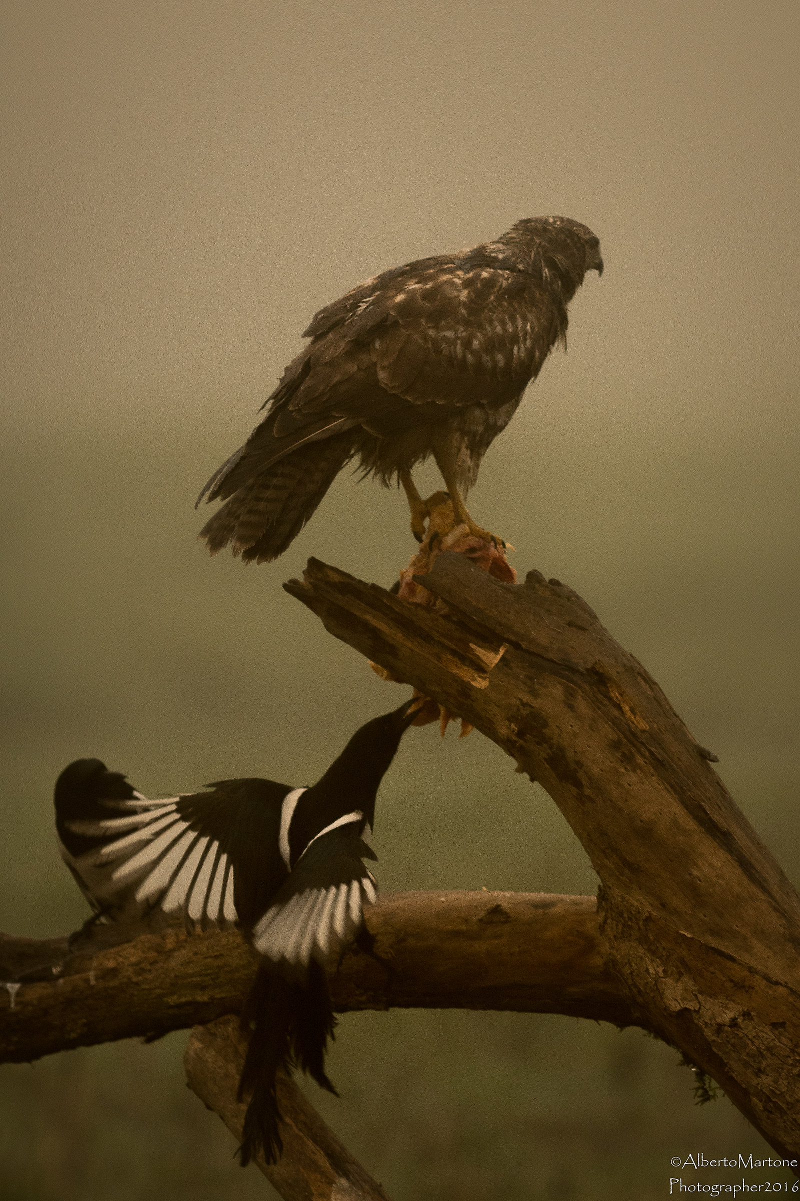 Tentato furto al carnaio