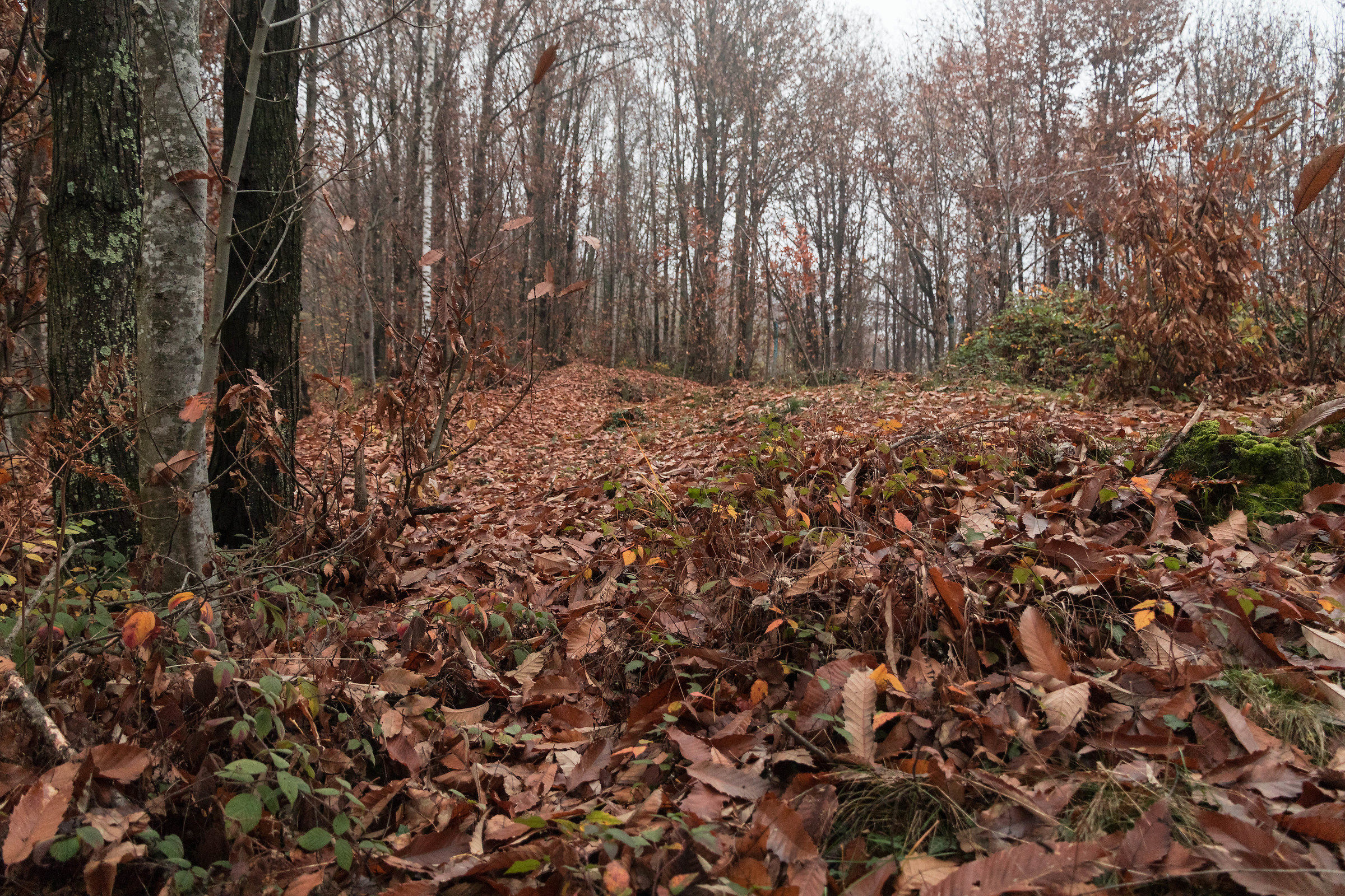Walking on the leaves