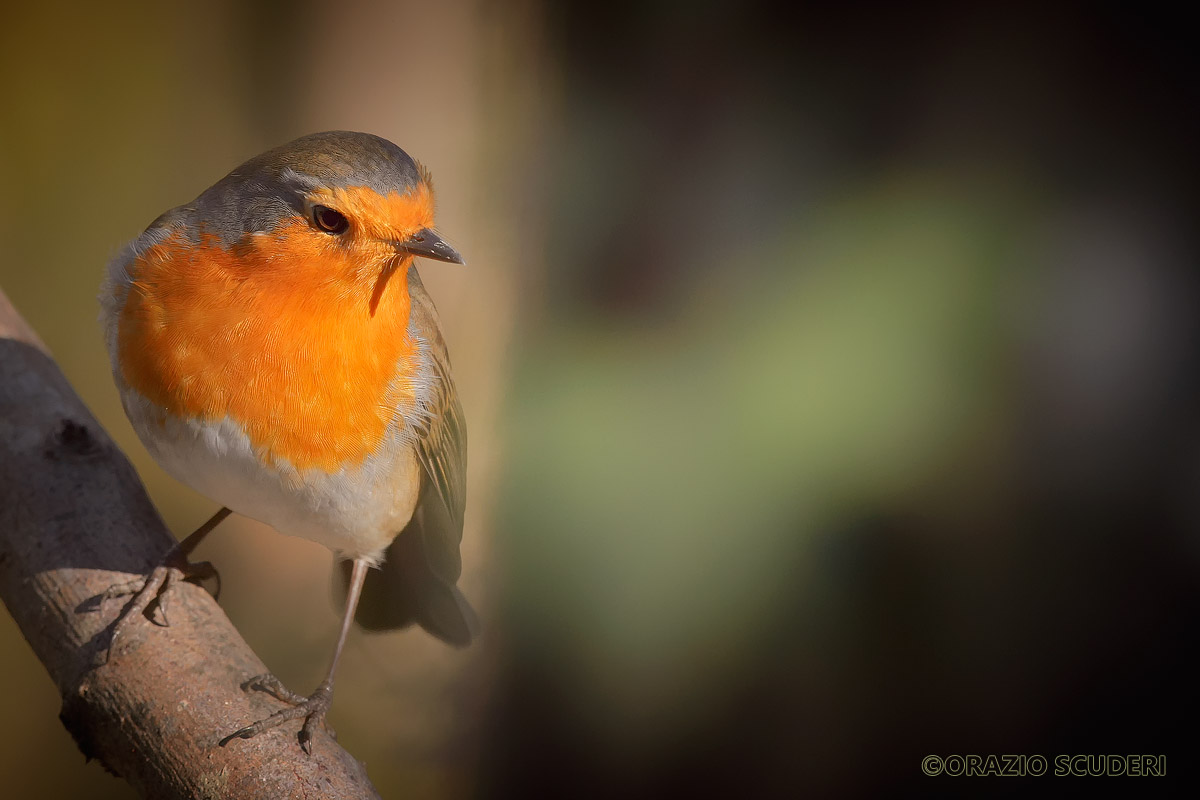 Erithacus rubecula