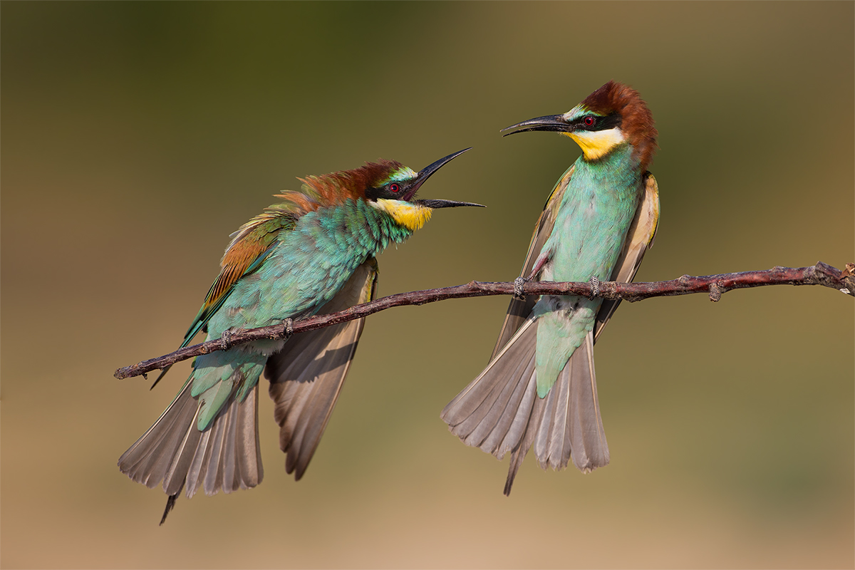 Merops apiaster (Europaean Gruccione)