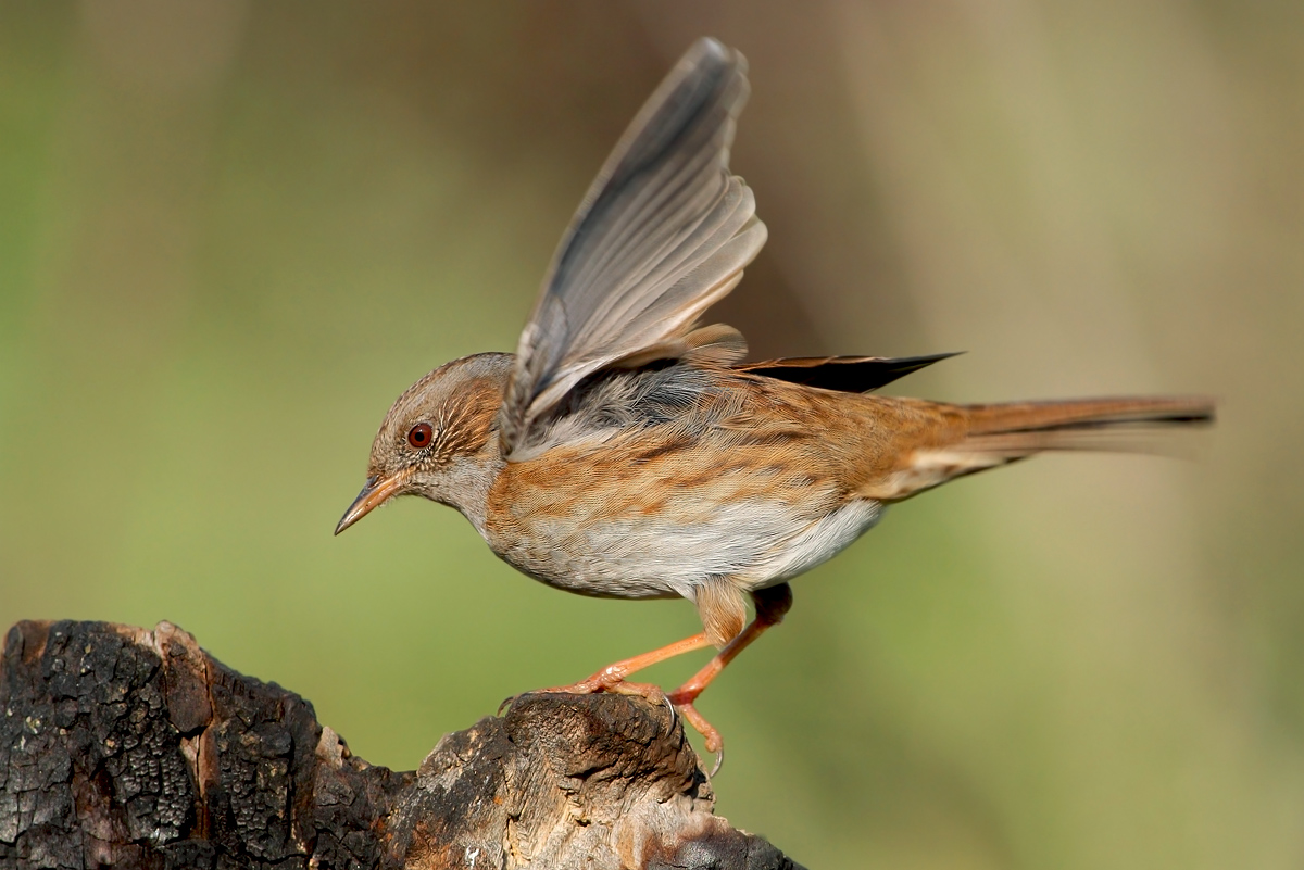 Dunnock