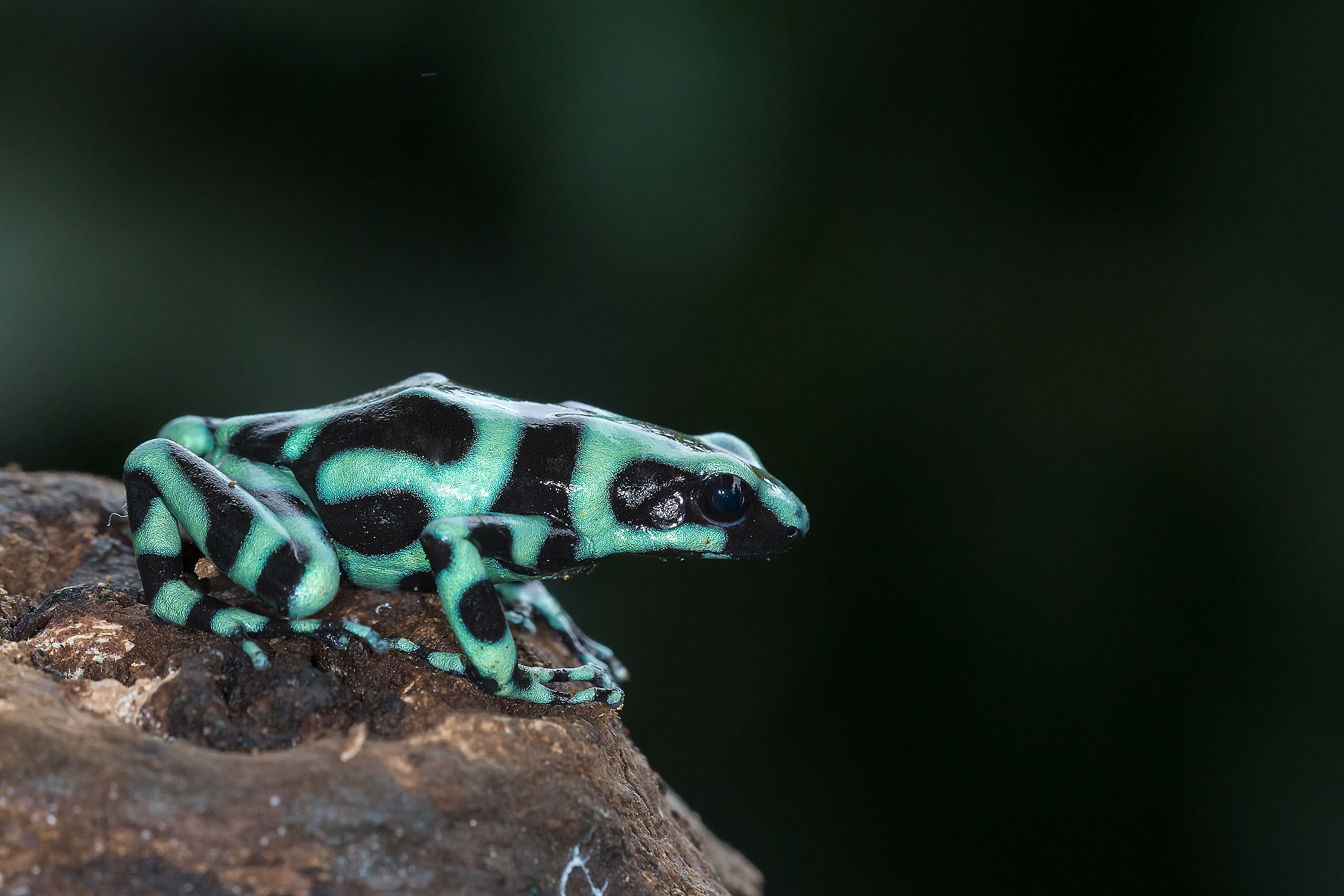 Green & Black poison dart frog