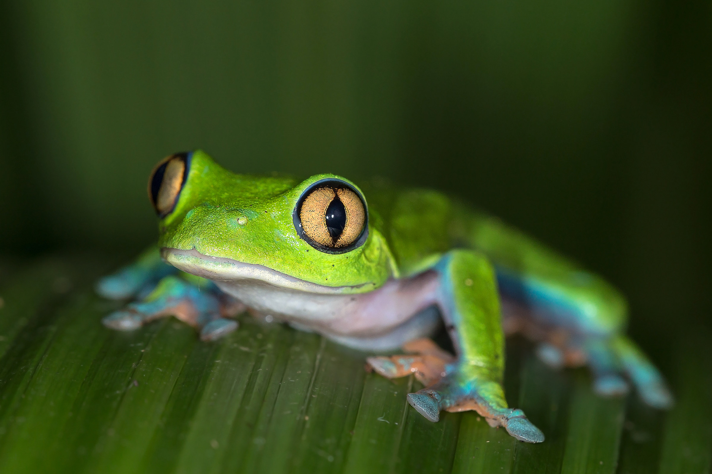 Golden eyed leaf frog