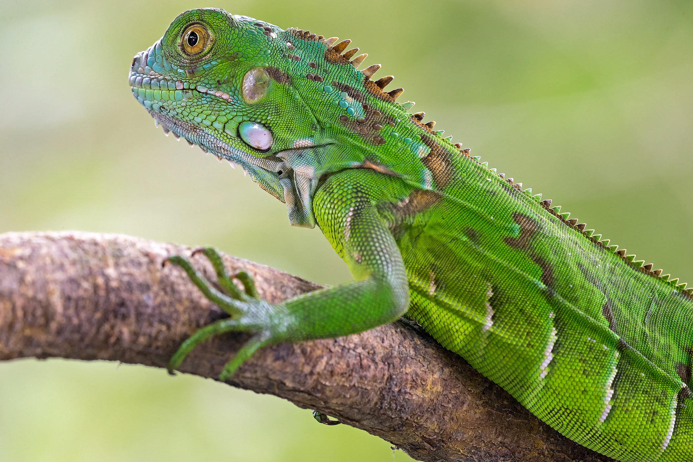 Iguana verde