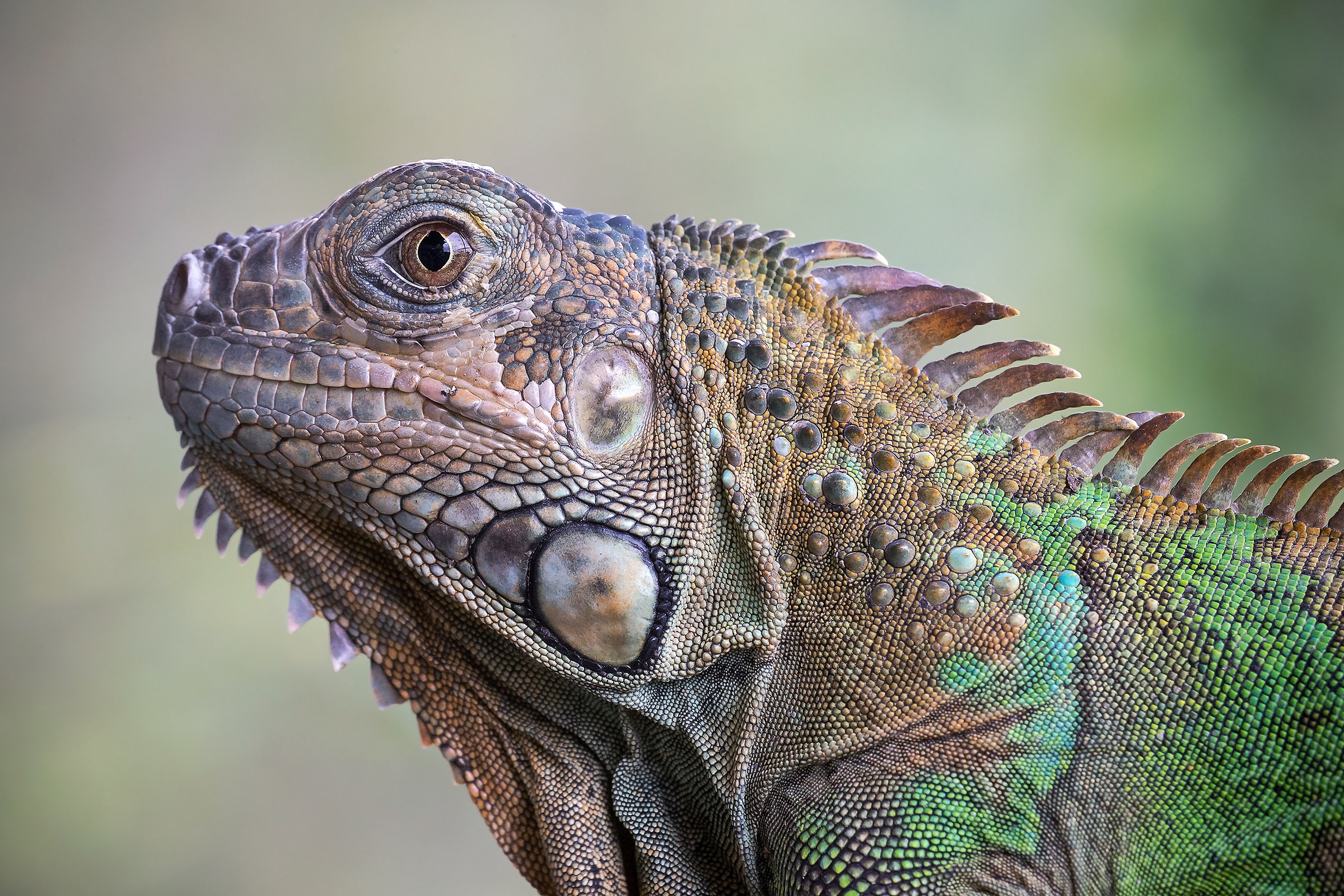Iguana