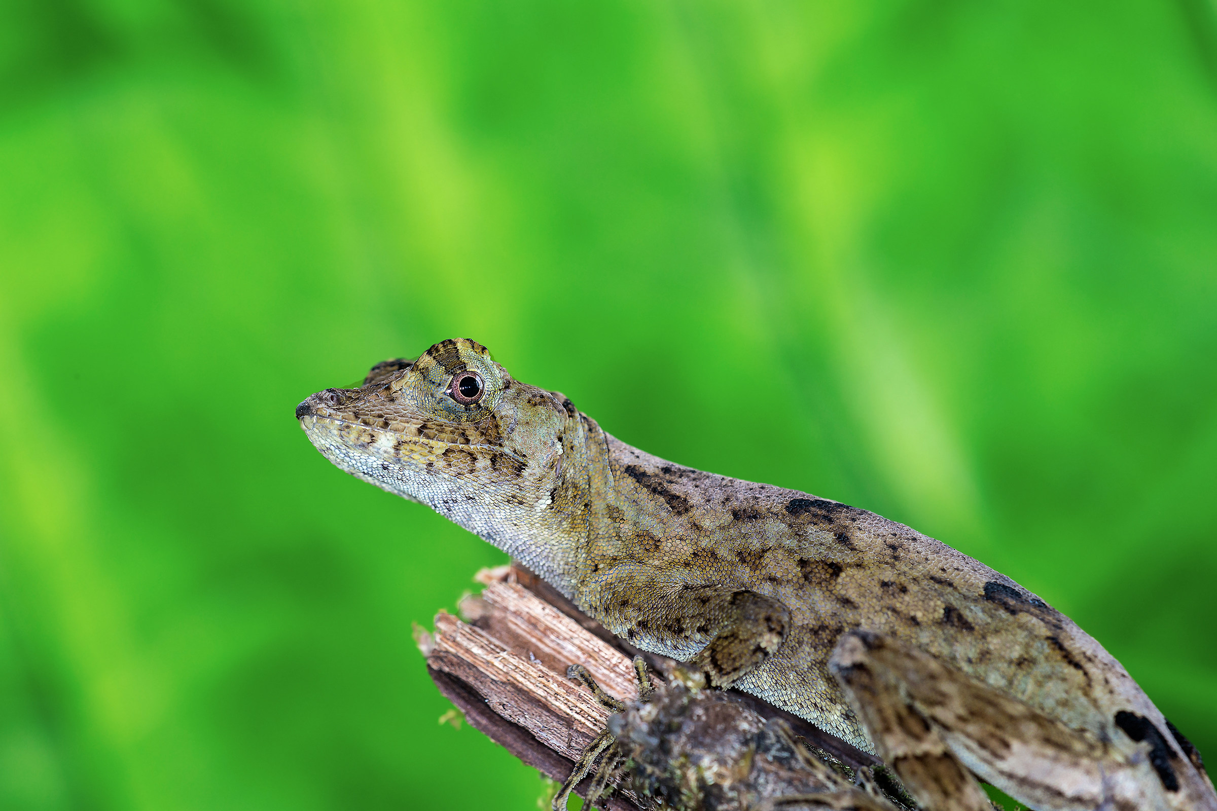 Anolis