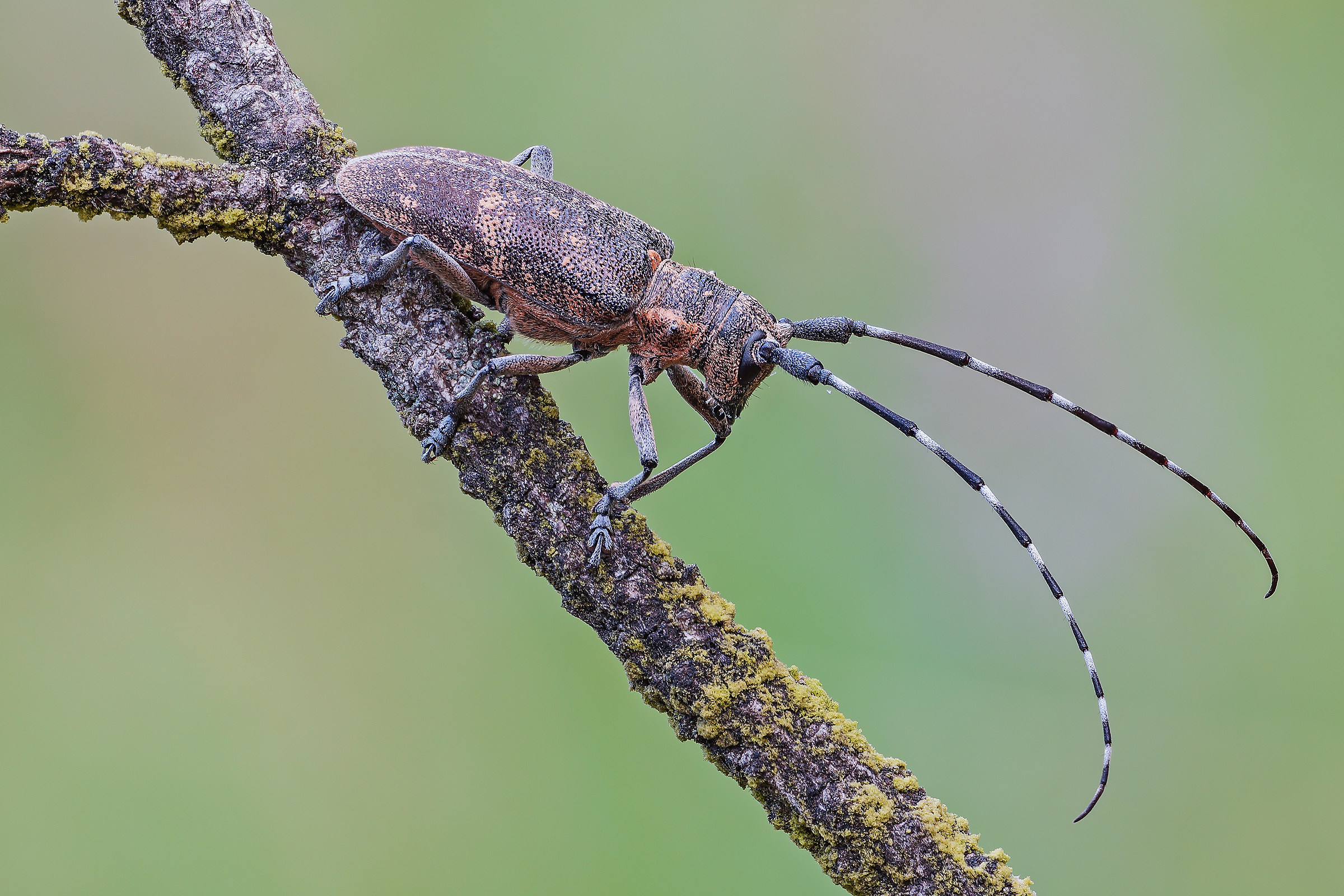 Monochamus galloprovincialis