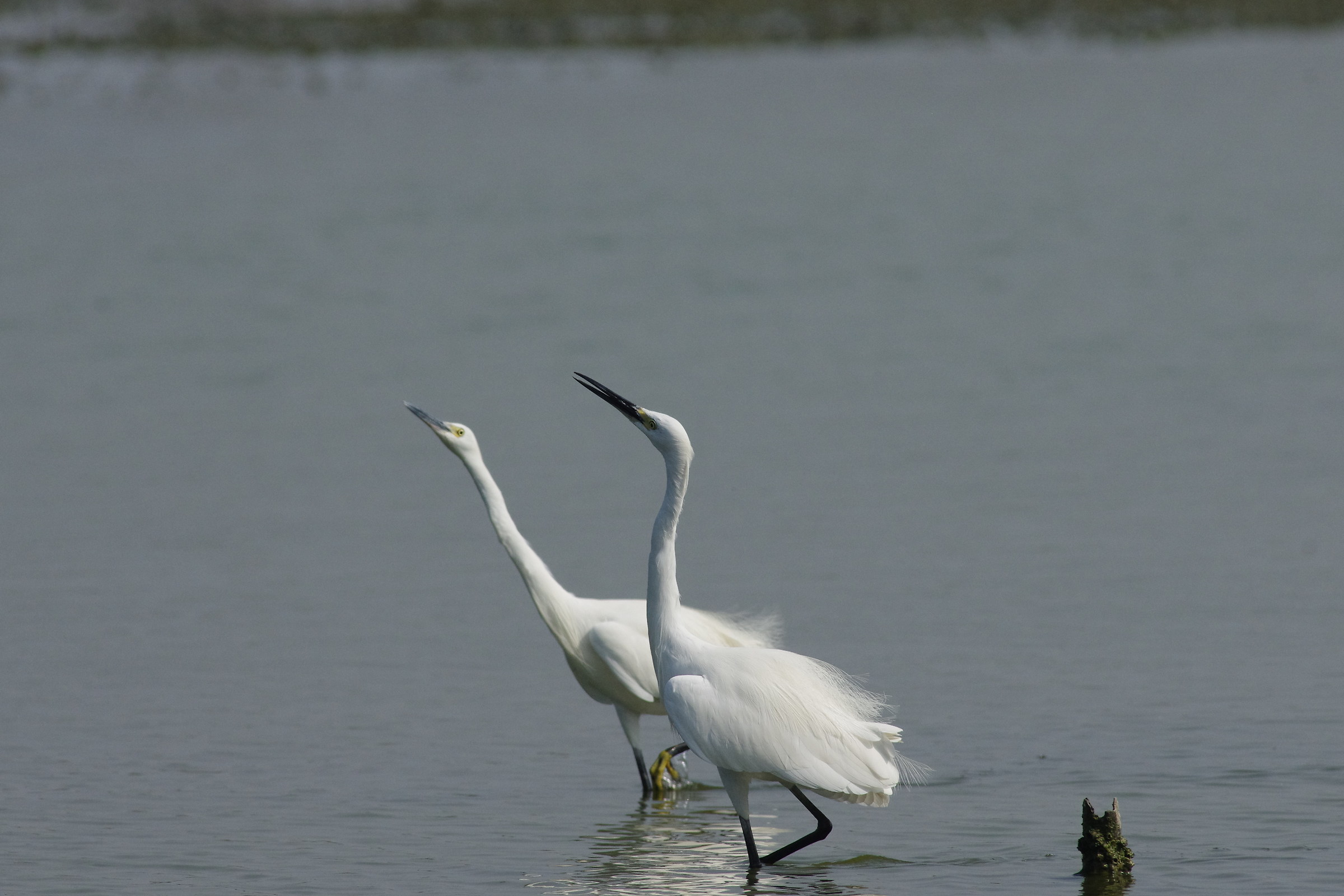 Little Egret