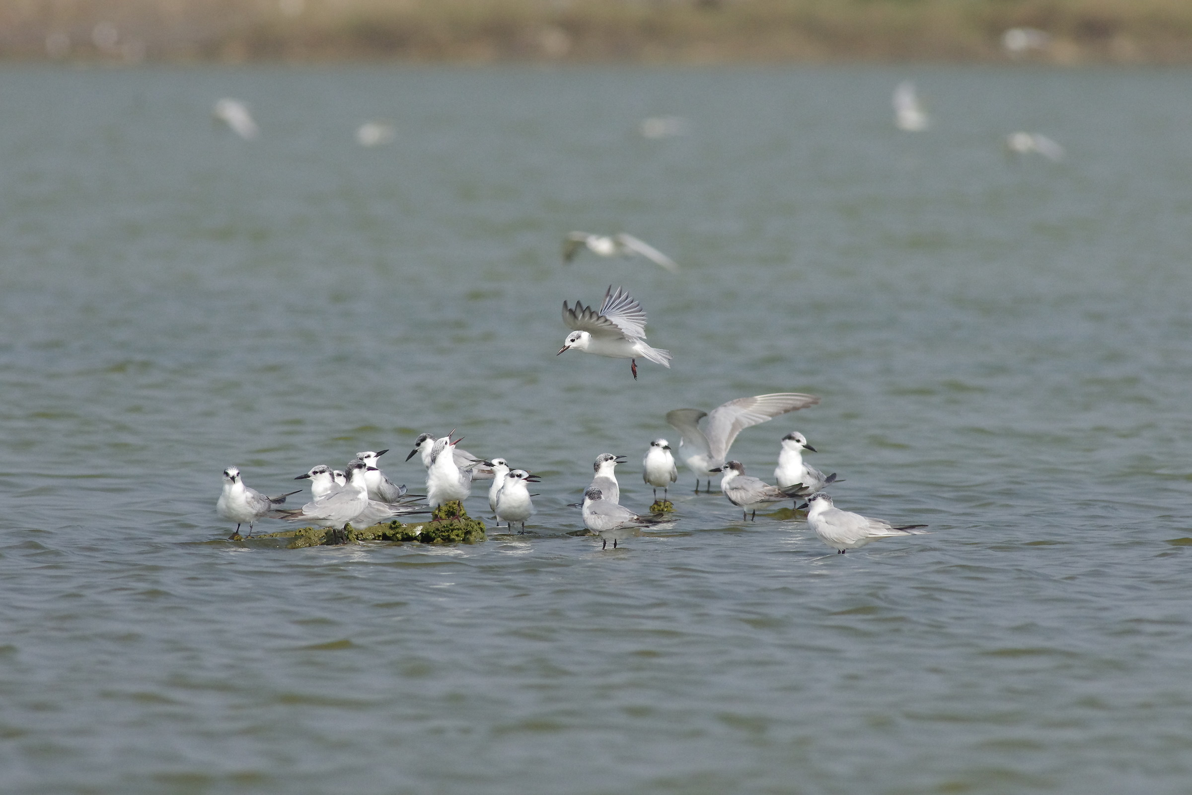Whiskered Tern