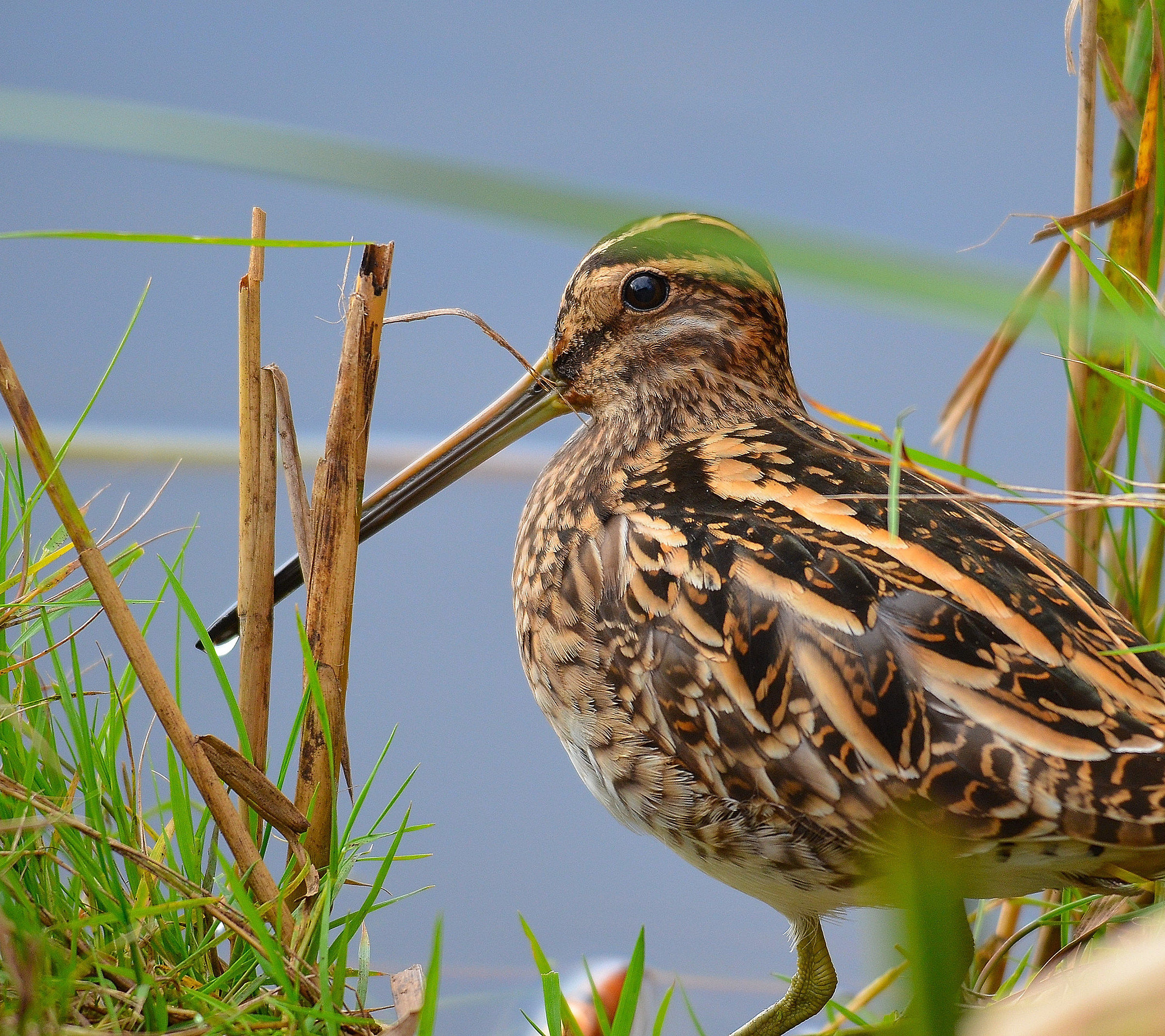 snipe