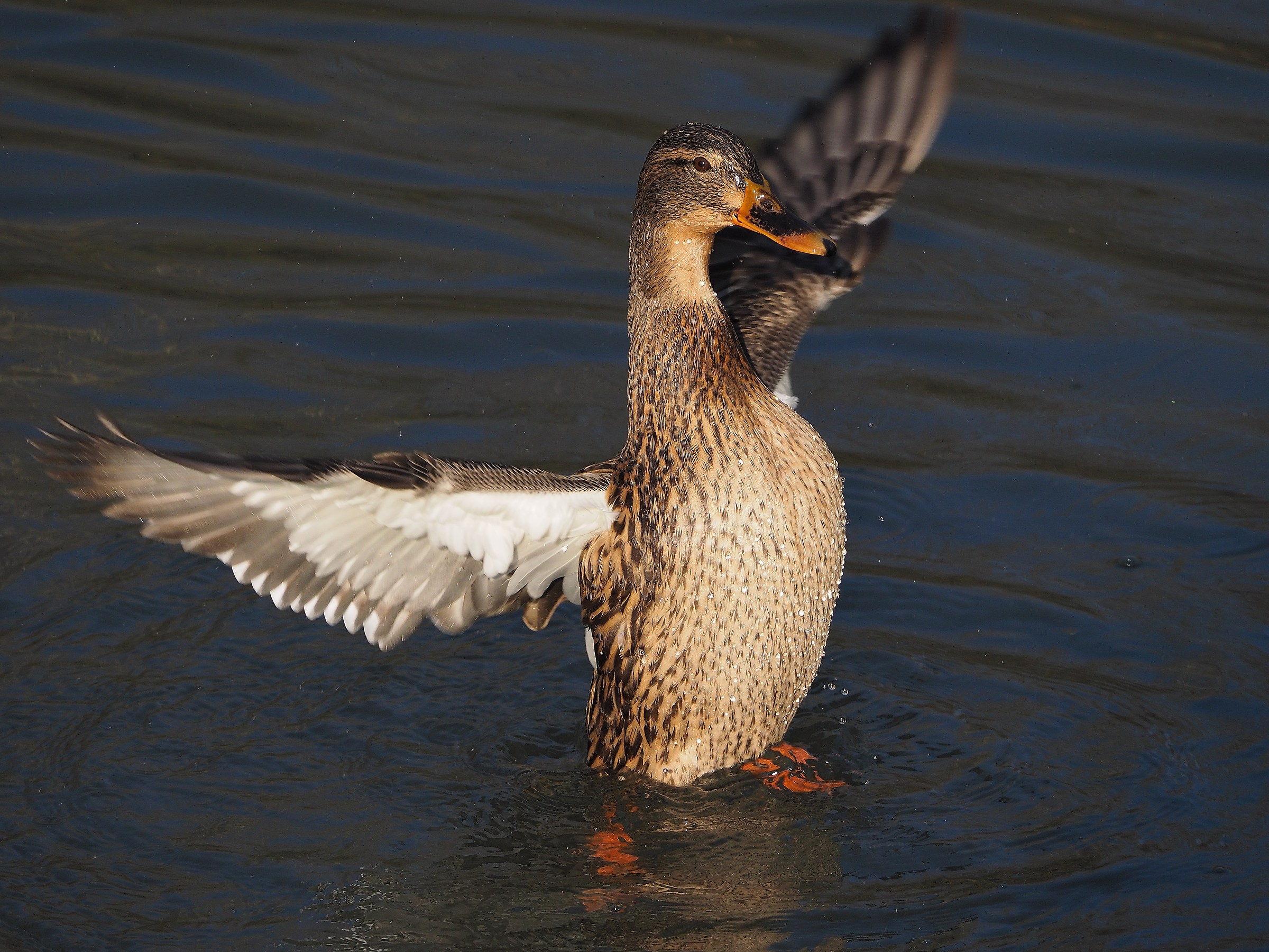 L'Anatra delle goccioline