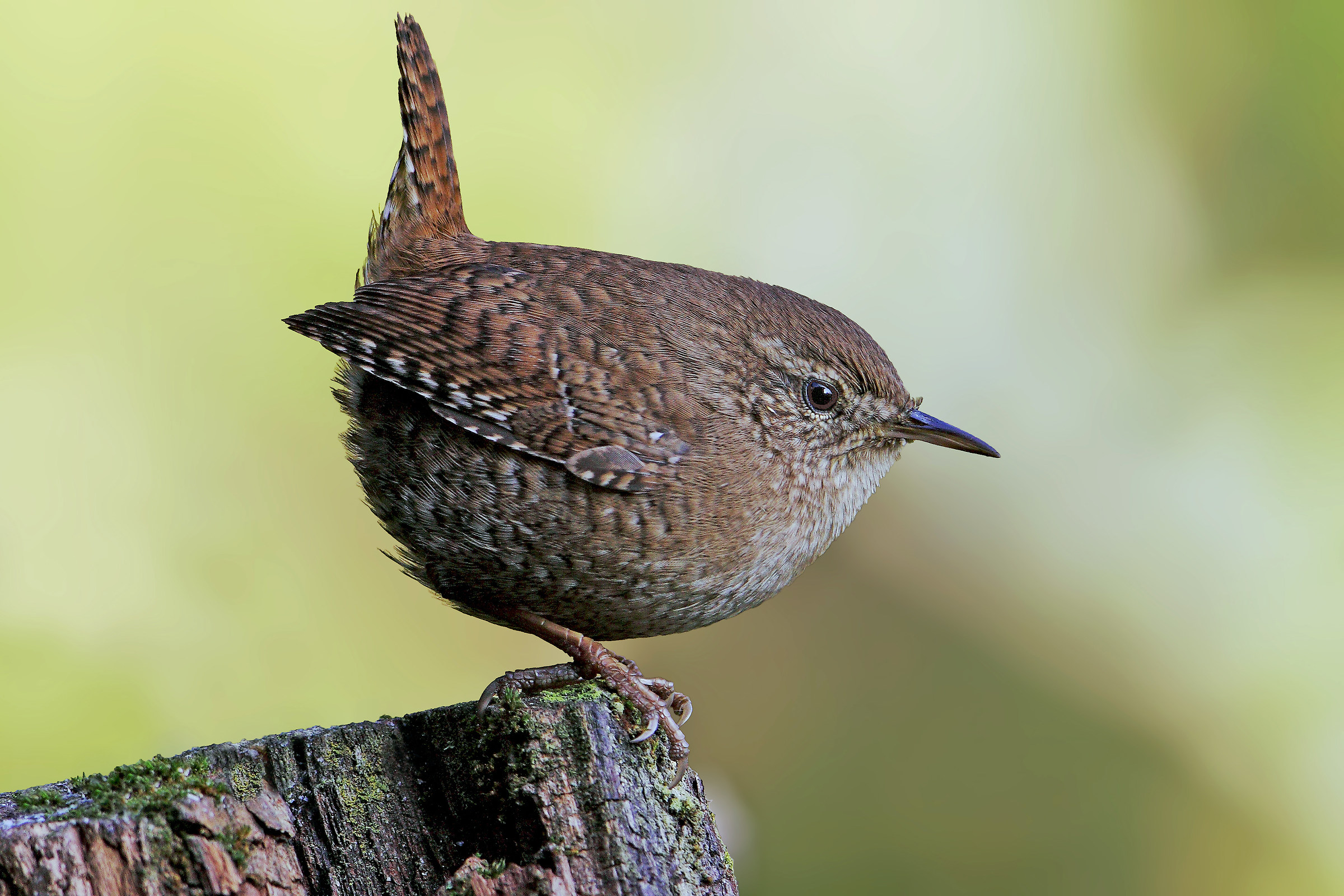 Wren on alert.