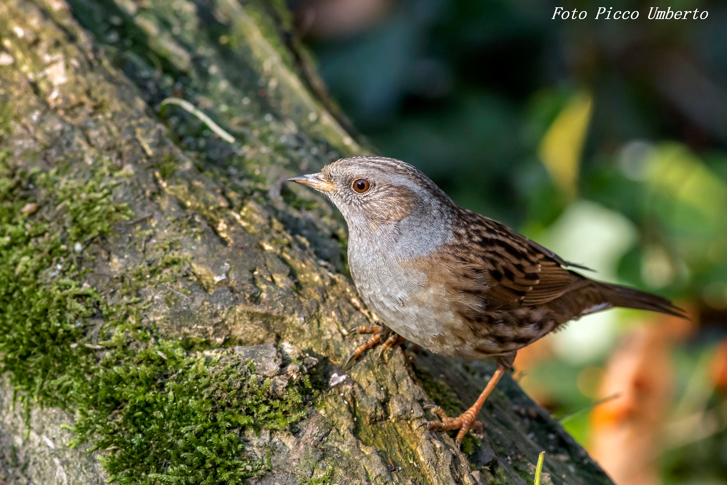 dunnock