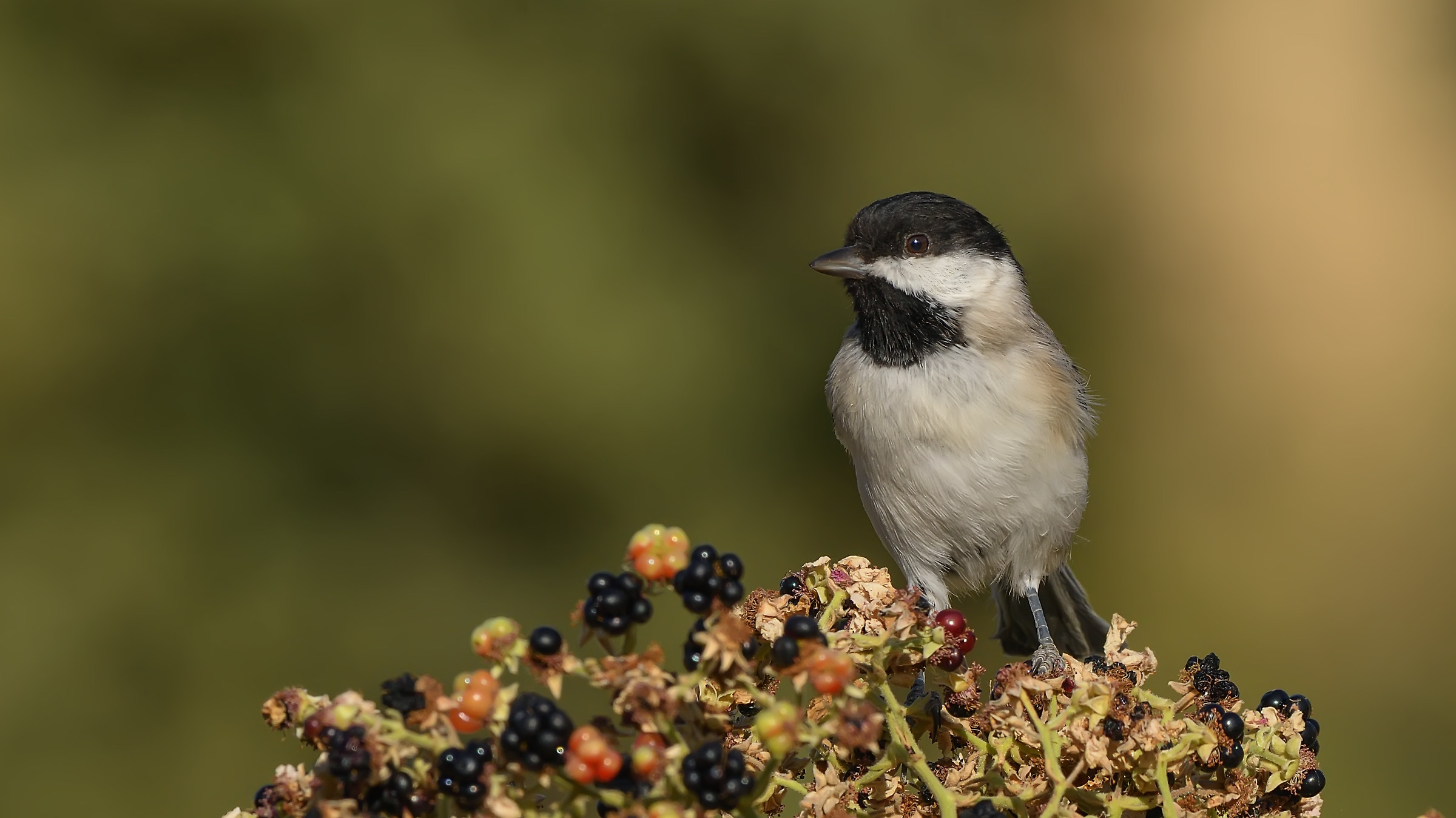 Sombre Tit / Poecile lugubris