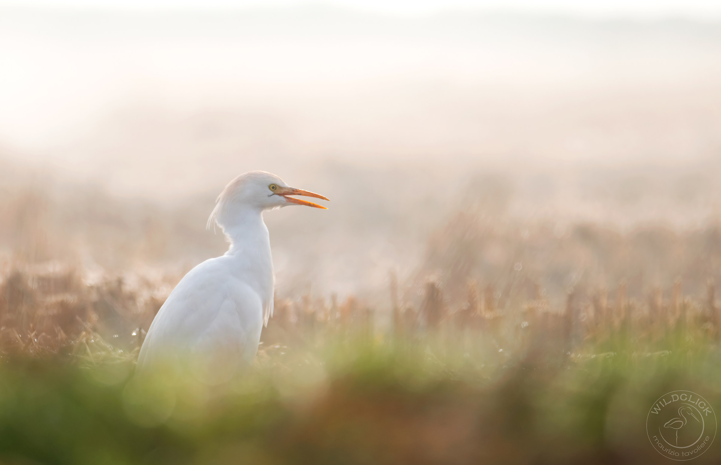 Airone guardabuoi in controluce