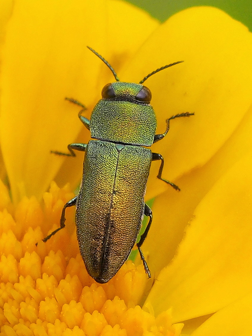 Anthaxia (Haplanthaxia) millefolii ssp. polychloros