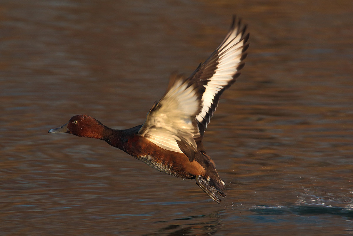 moretta tabaccata al volo