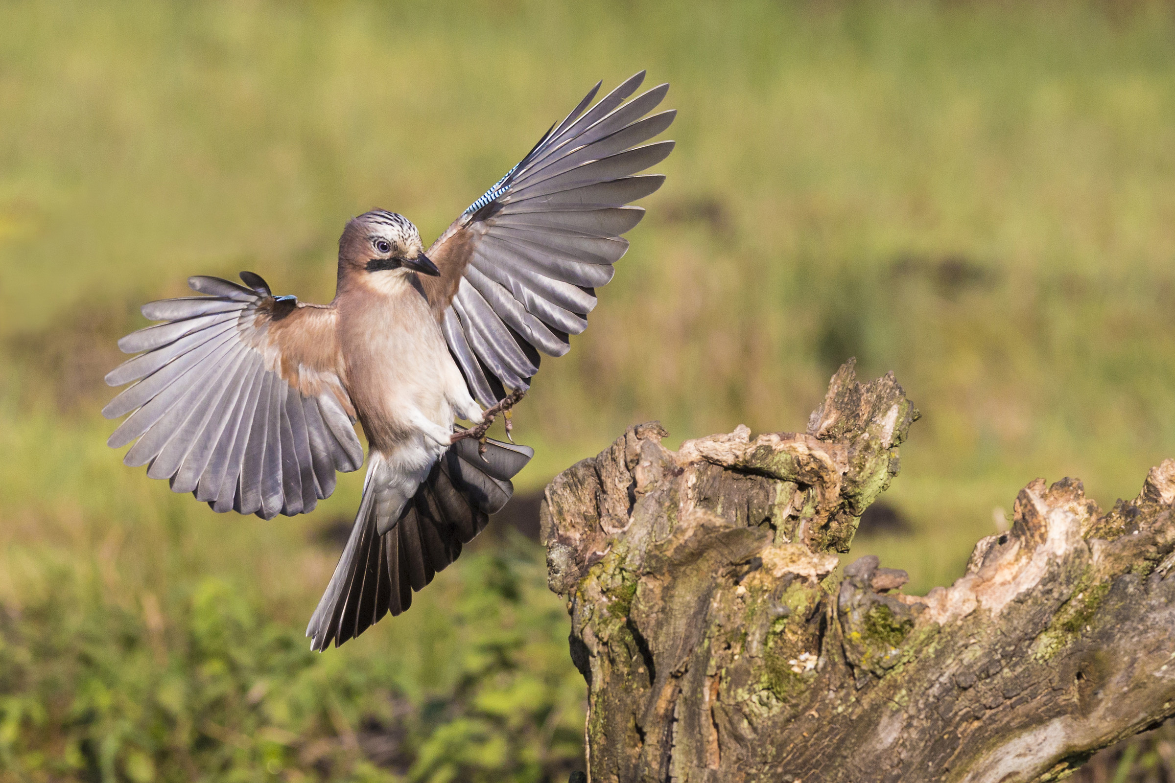 Ghiandaia in atterraggio