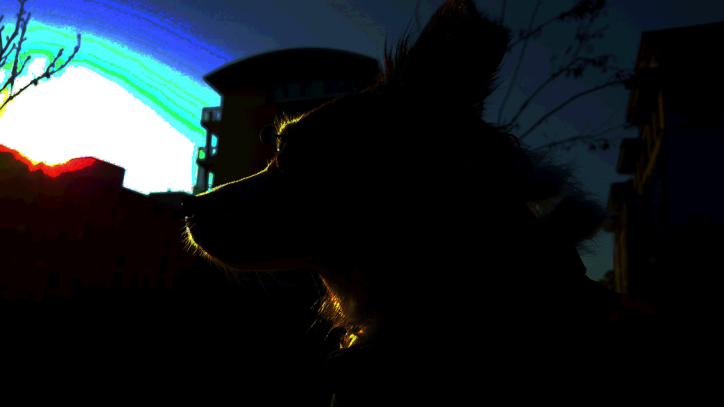 see the world through the eyes of a dog