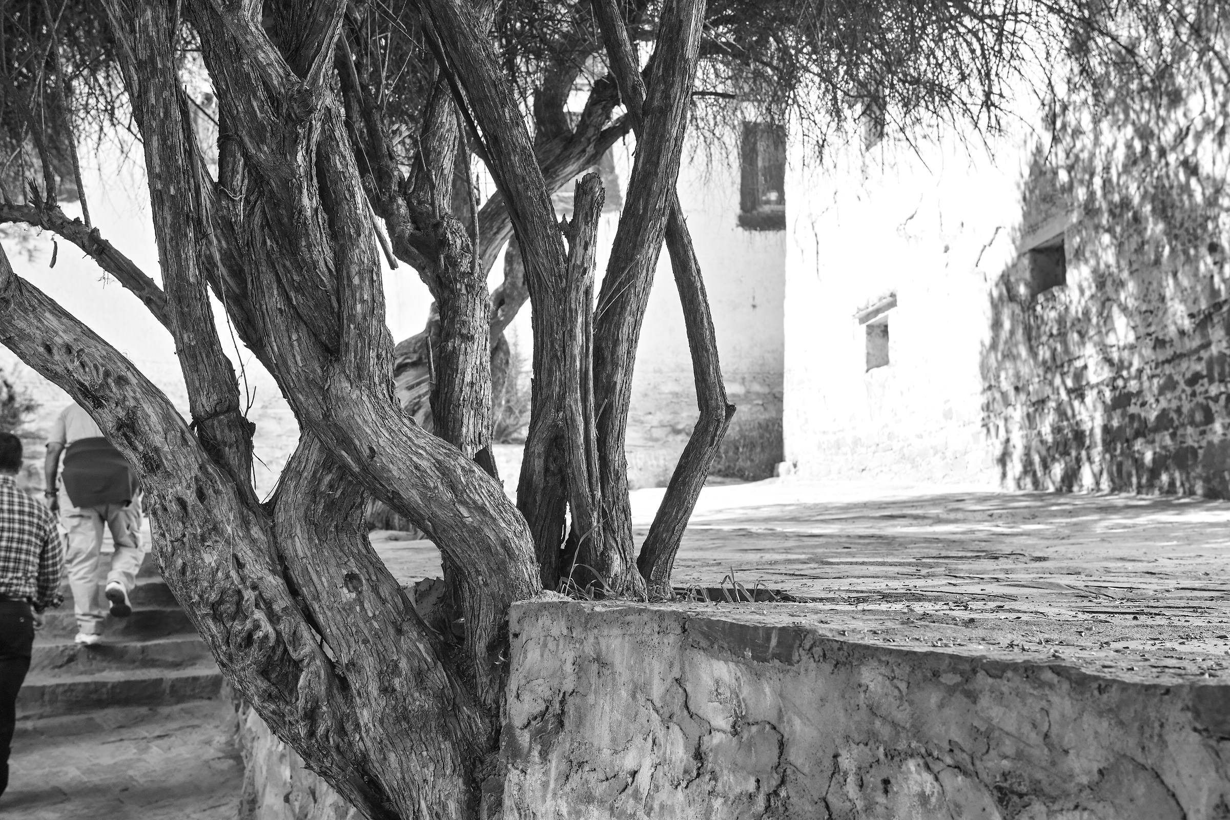 Rock, Wood, Shadow and Light