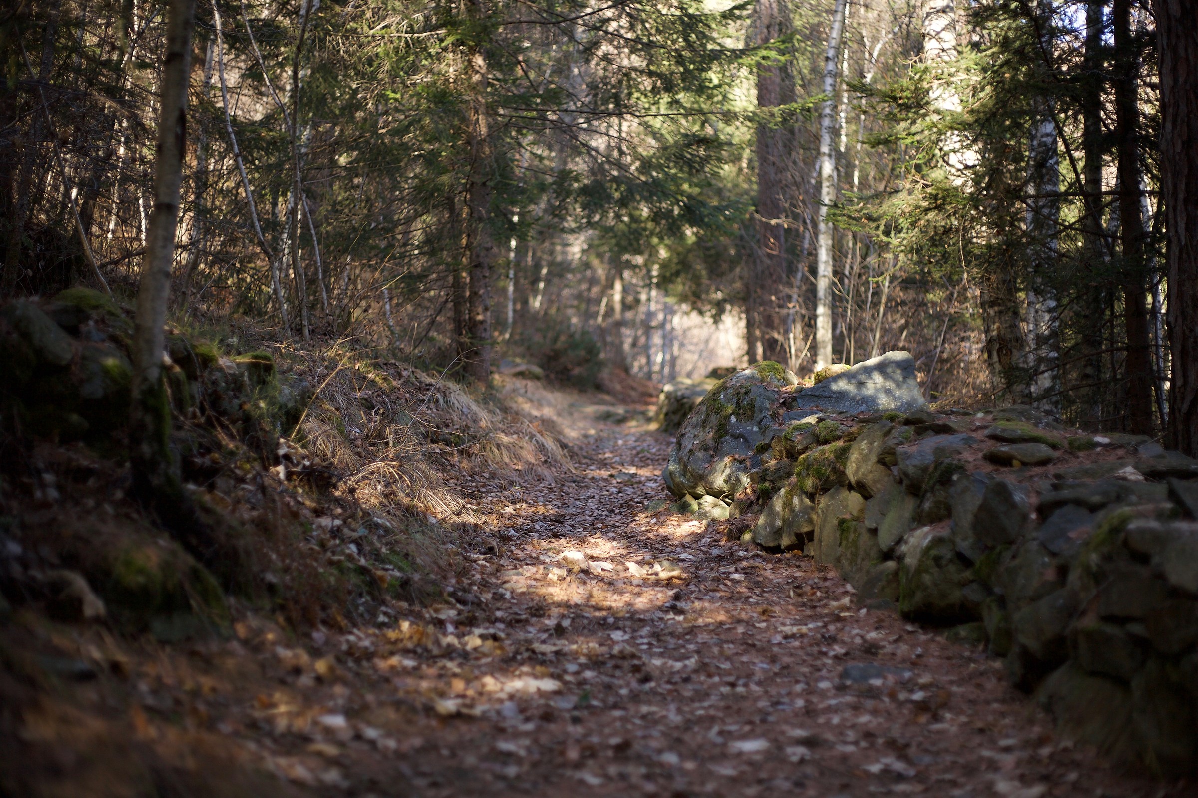 Walking Alone - Pinewood of Chiesa in Valmalenco