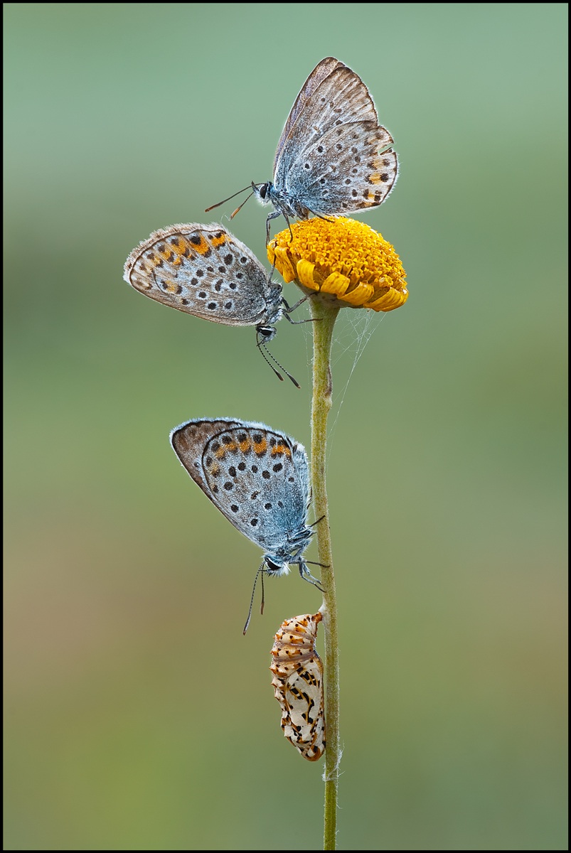 In a row to its origins